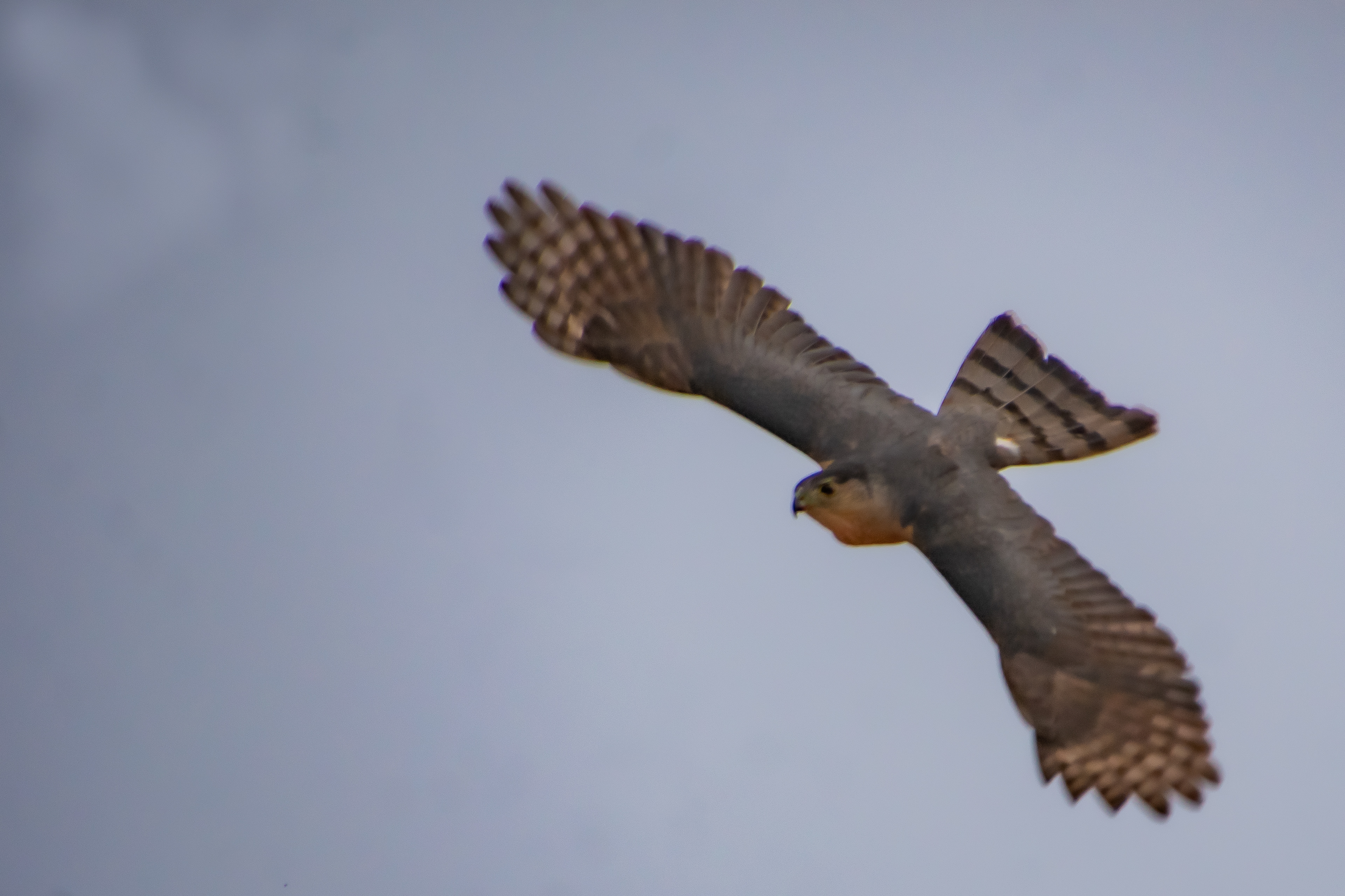 Cooper's Hawk in flight