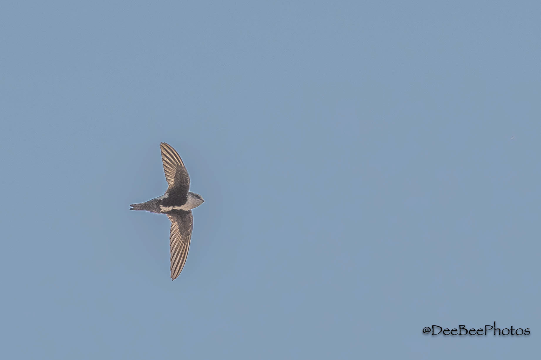 White Throated Swift