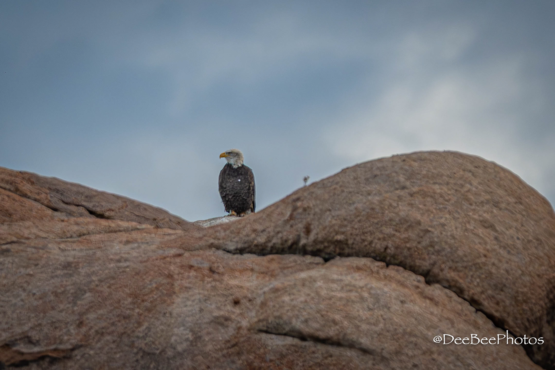 Bald Eagle perched on rock