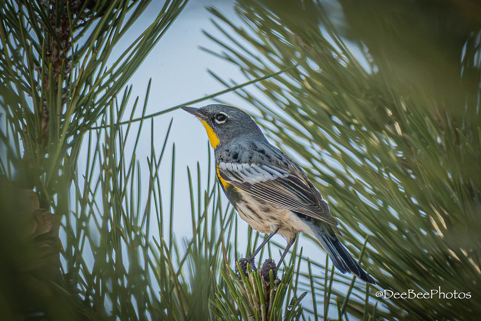 Yellow Rumped Warbler