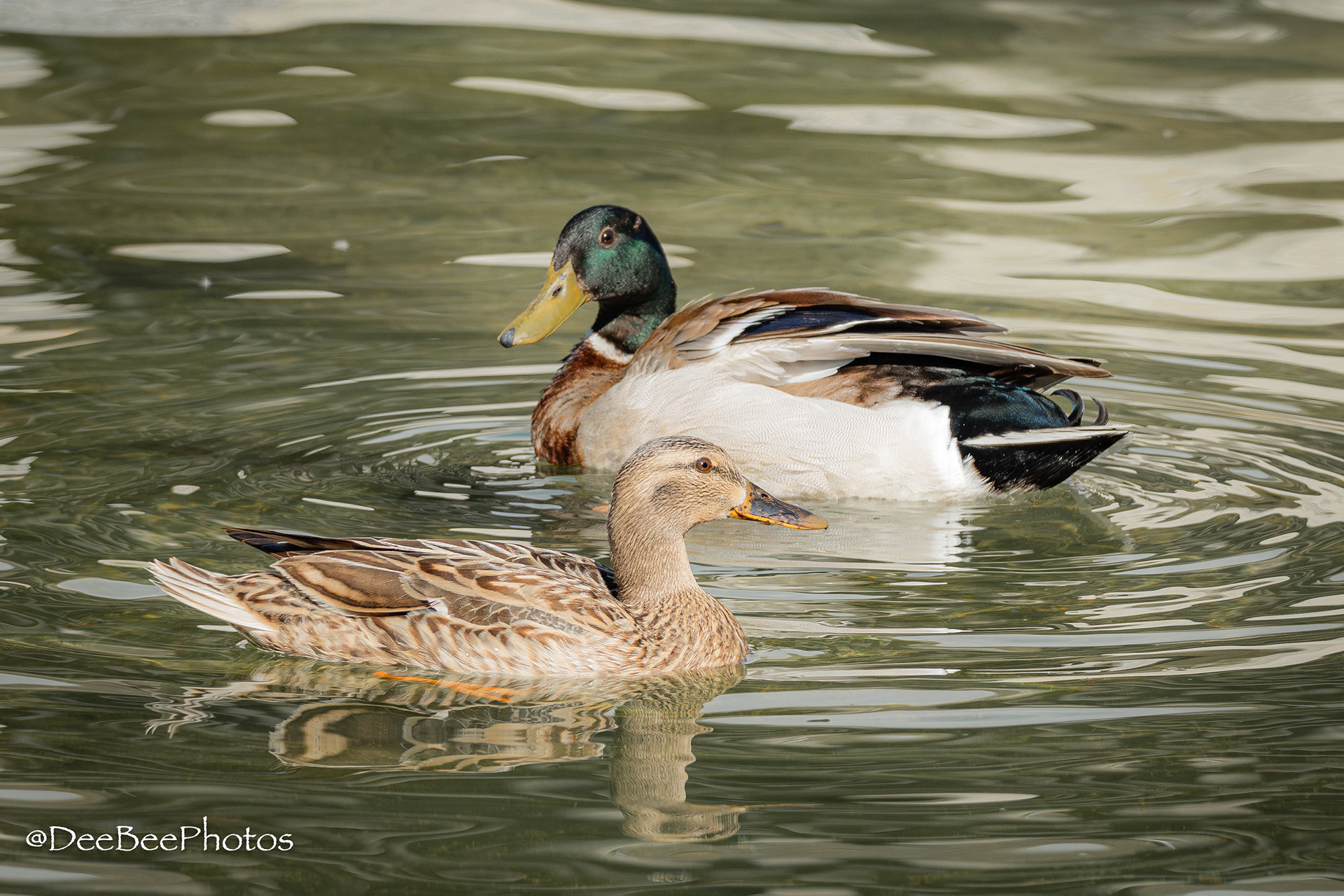 Mallard Ducks