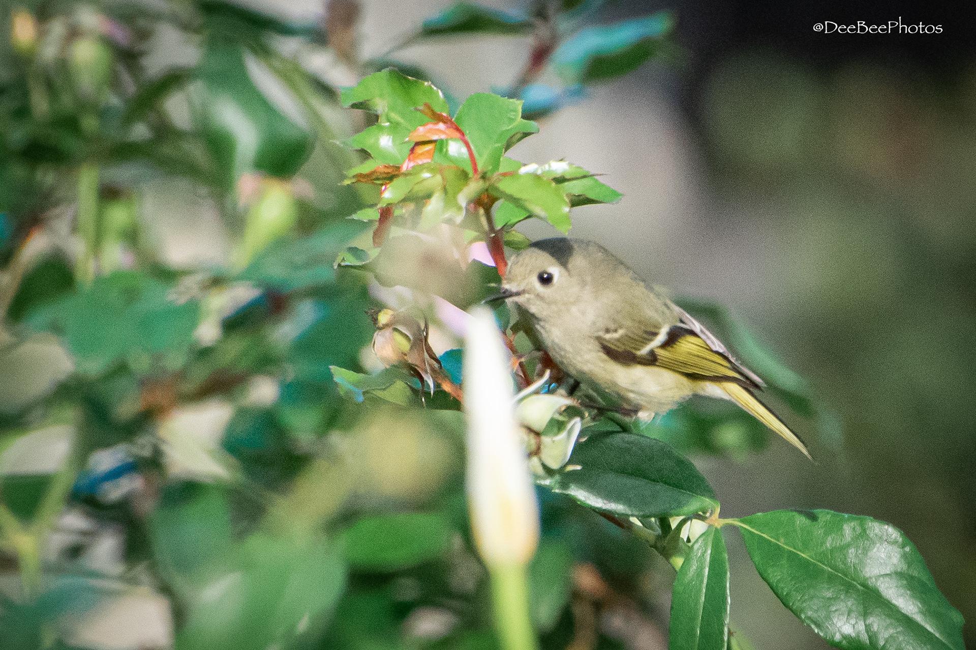 Ruby Crowned Kinglet