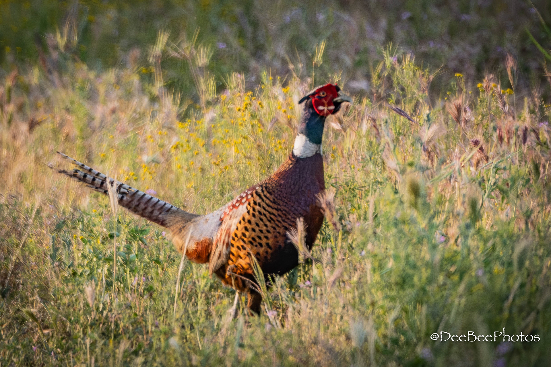 Ring Necked Pheasant