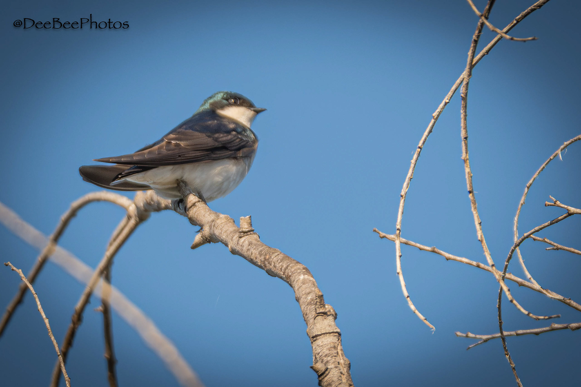 Tree Swallow