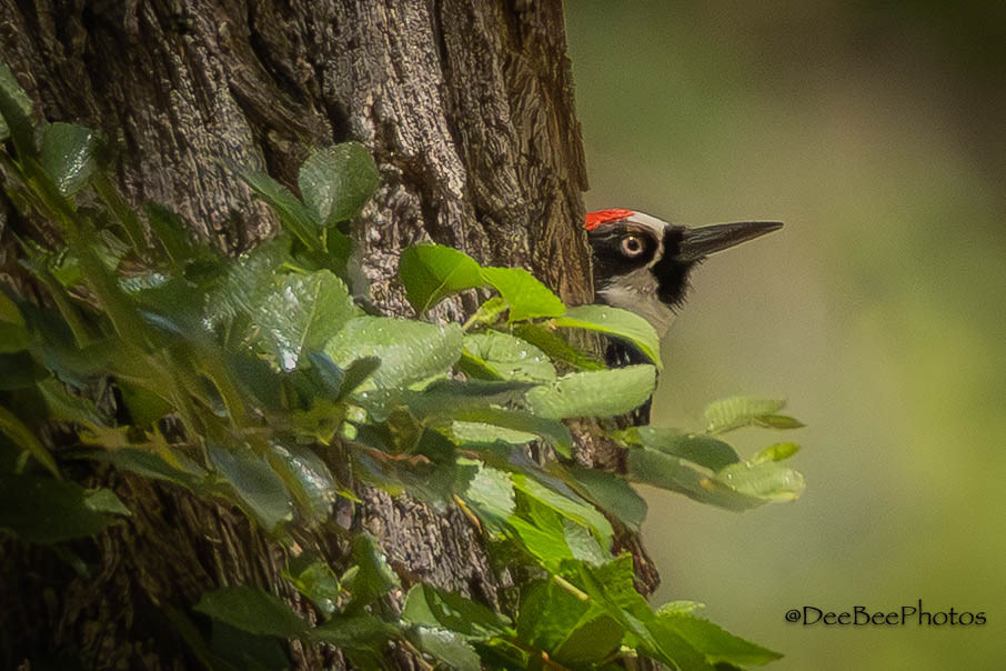 Acorn Woodpecker