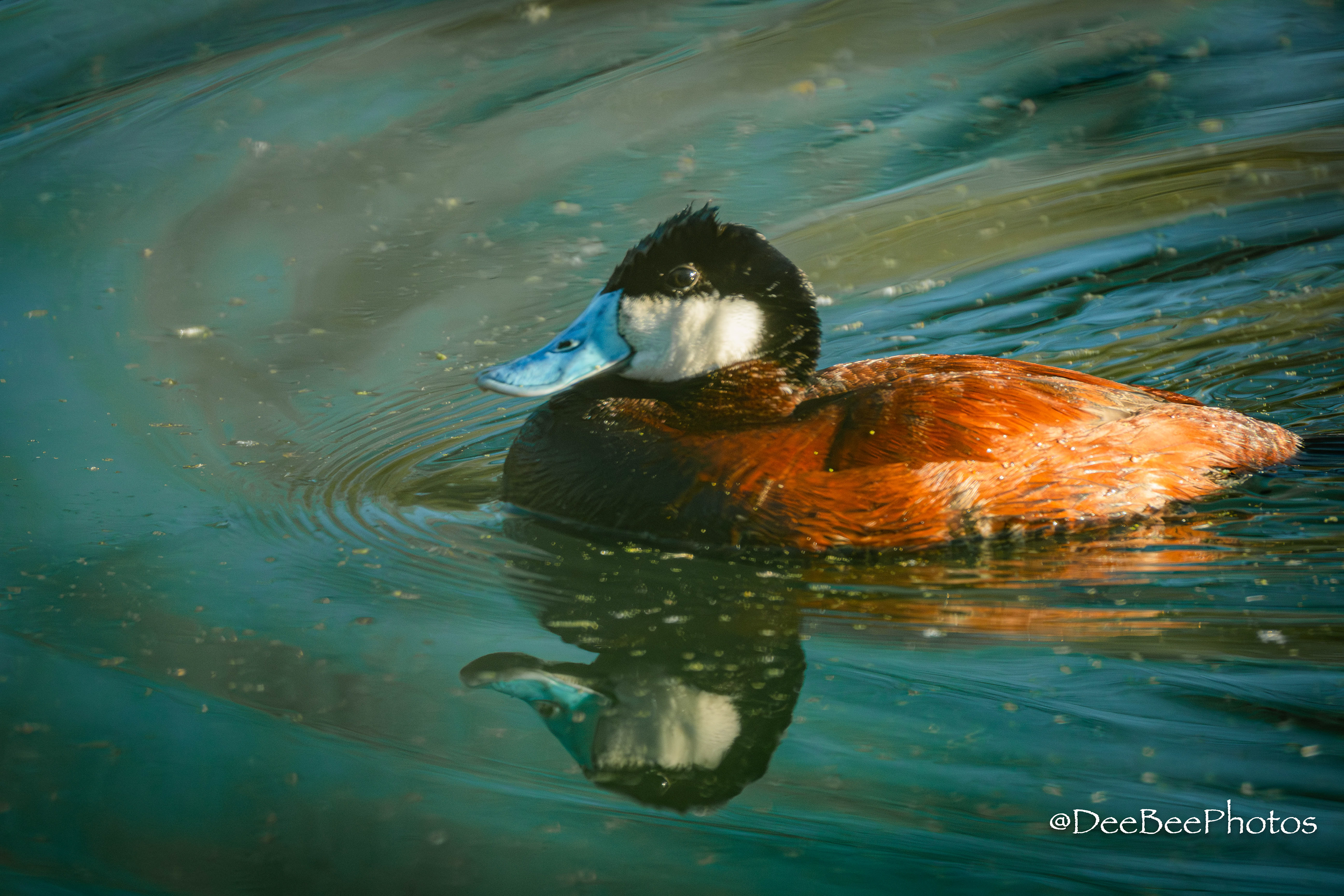 Ruddy Duck