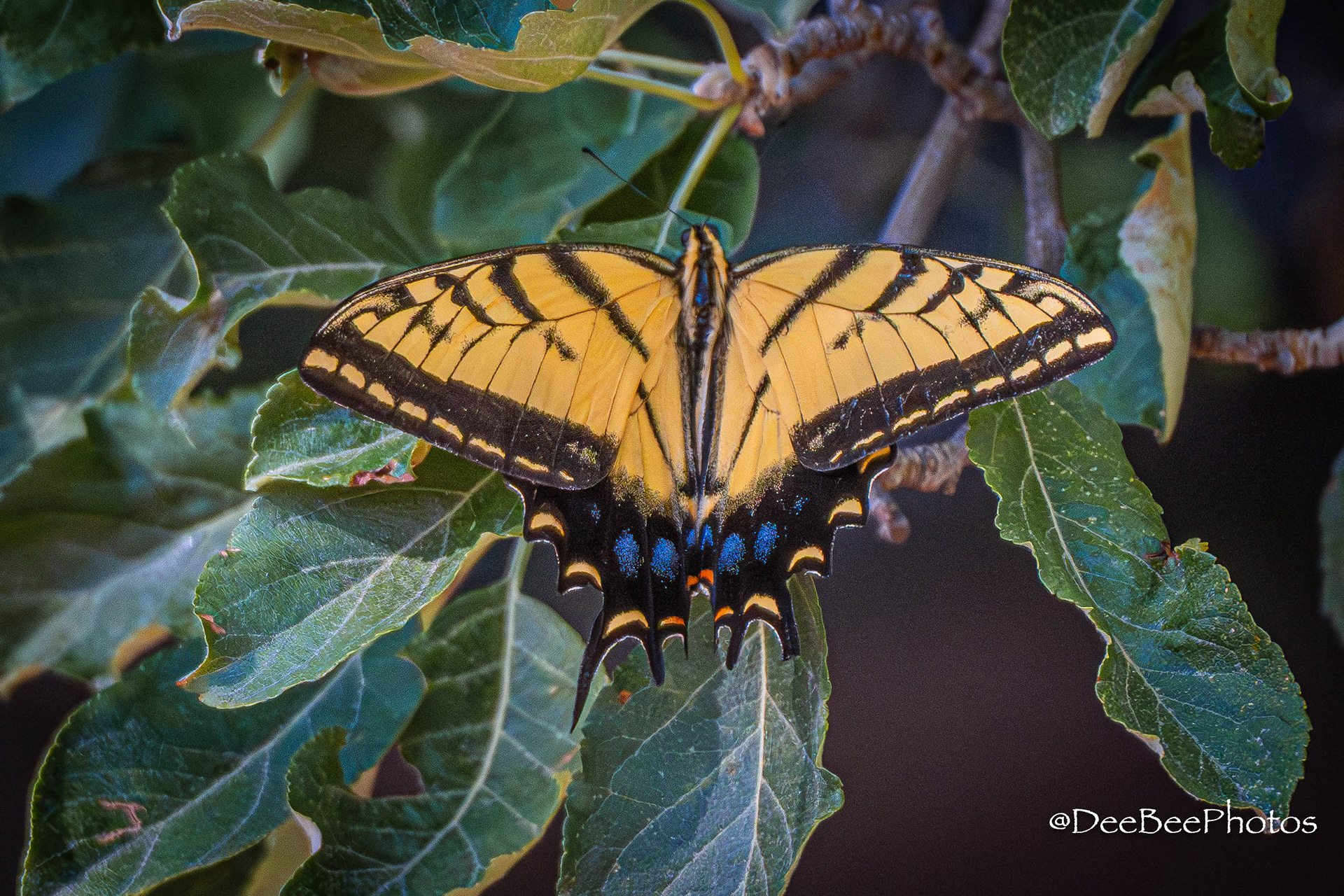 Butterfly