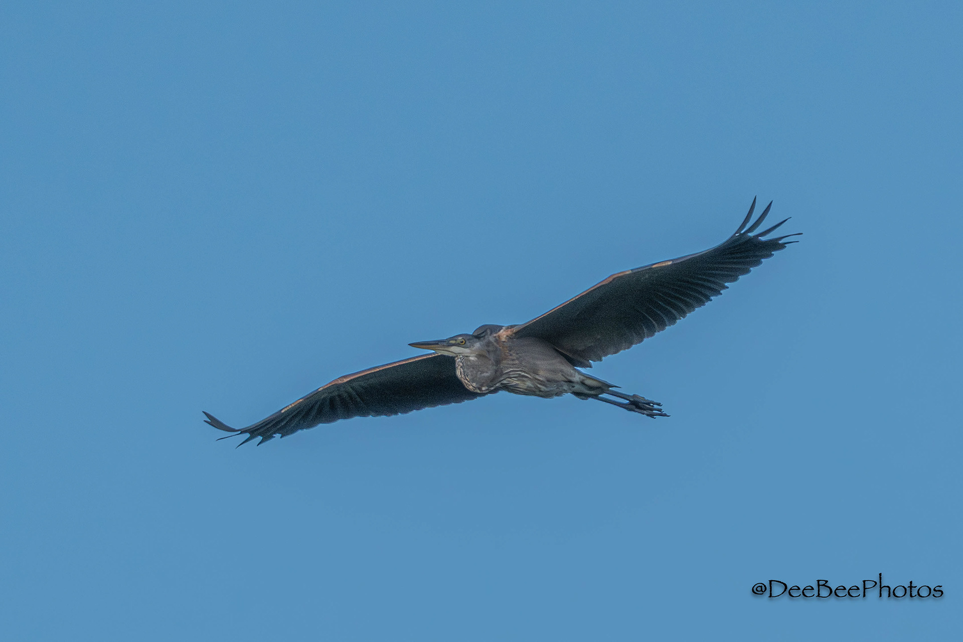 Great Blue Heron