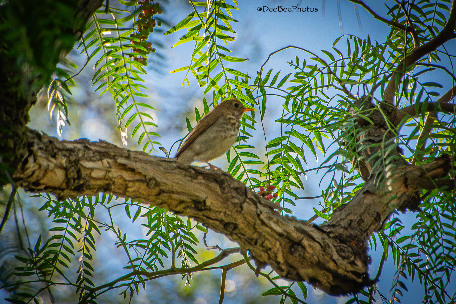 Hermit Thrush
