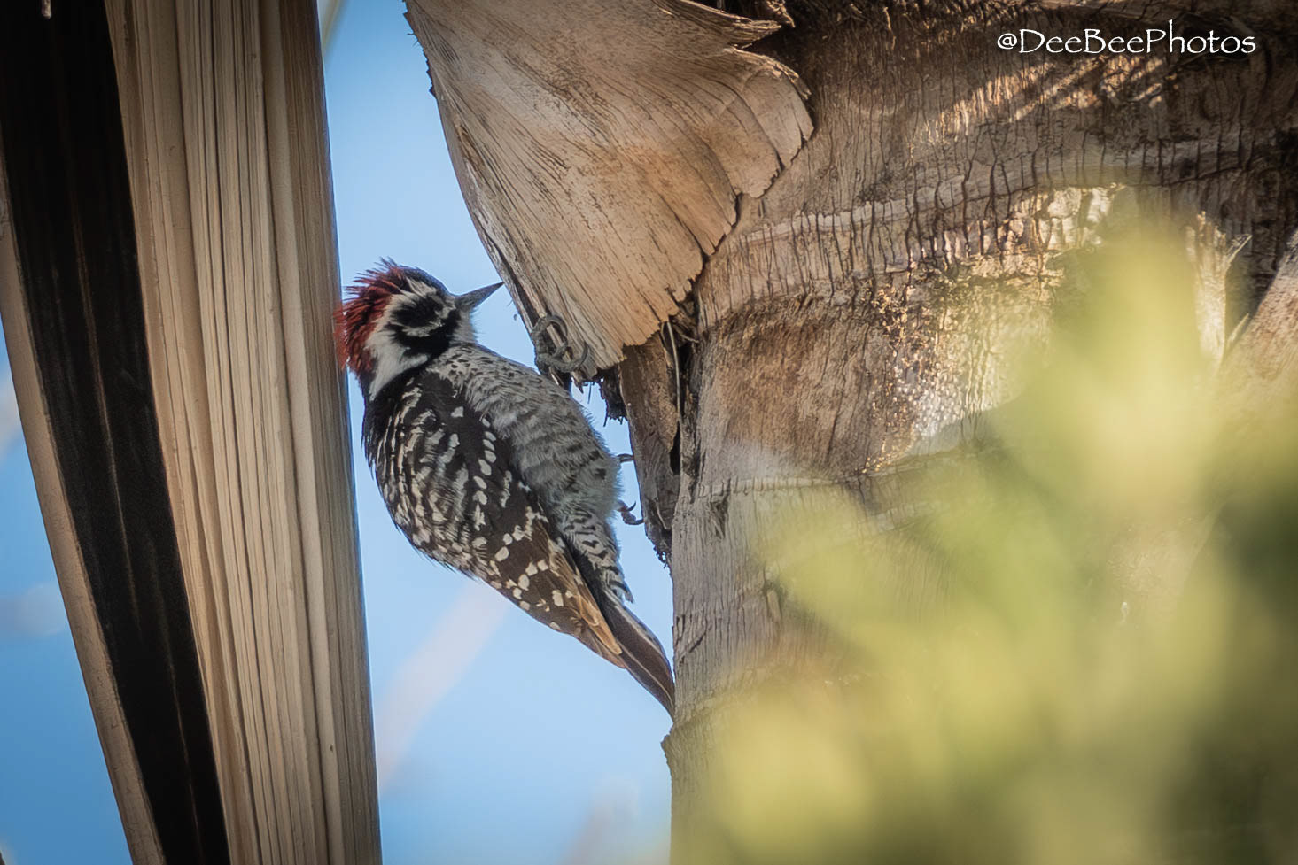 Nuttall's Woodpecker