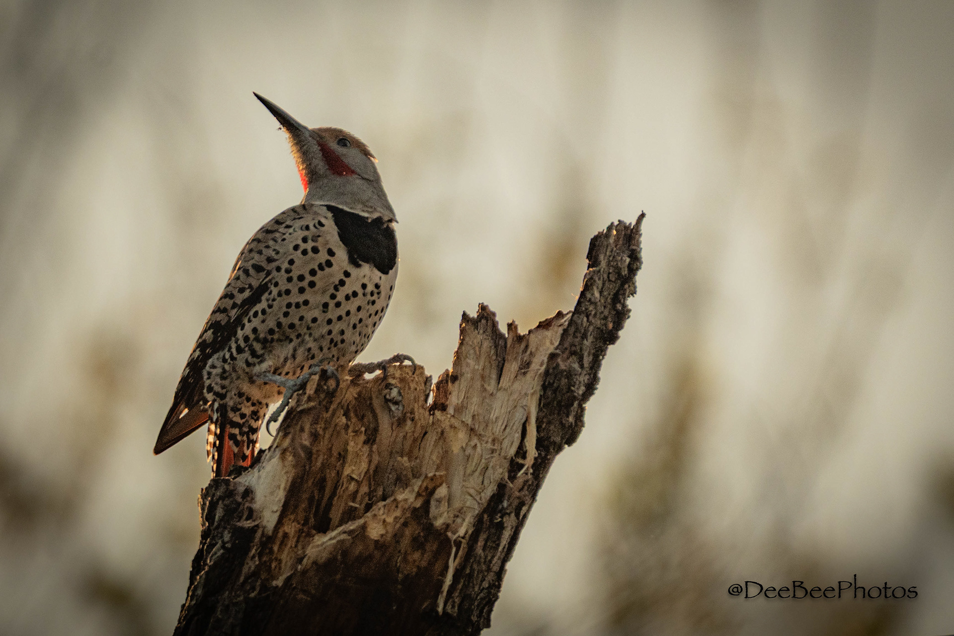 Northern Flicker
