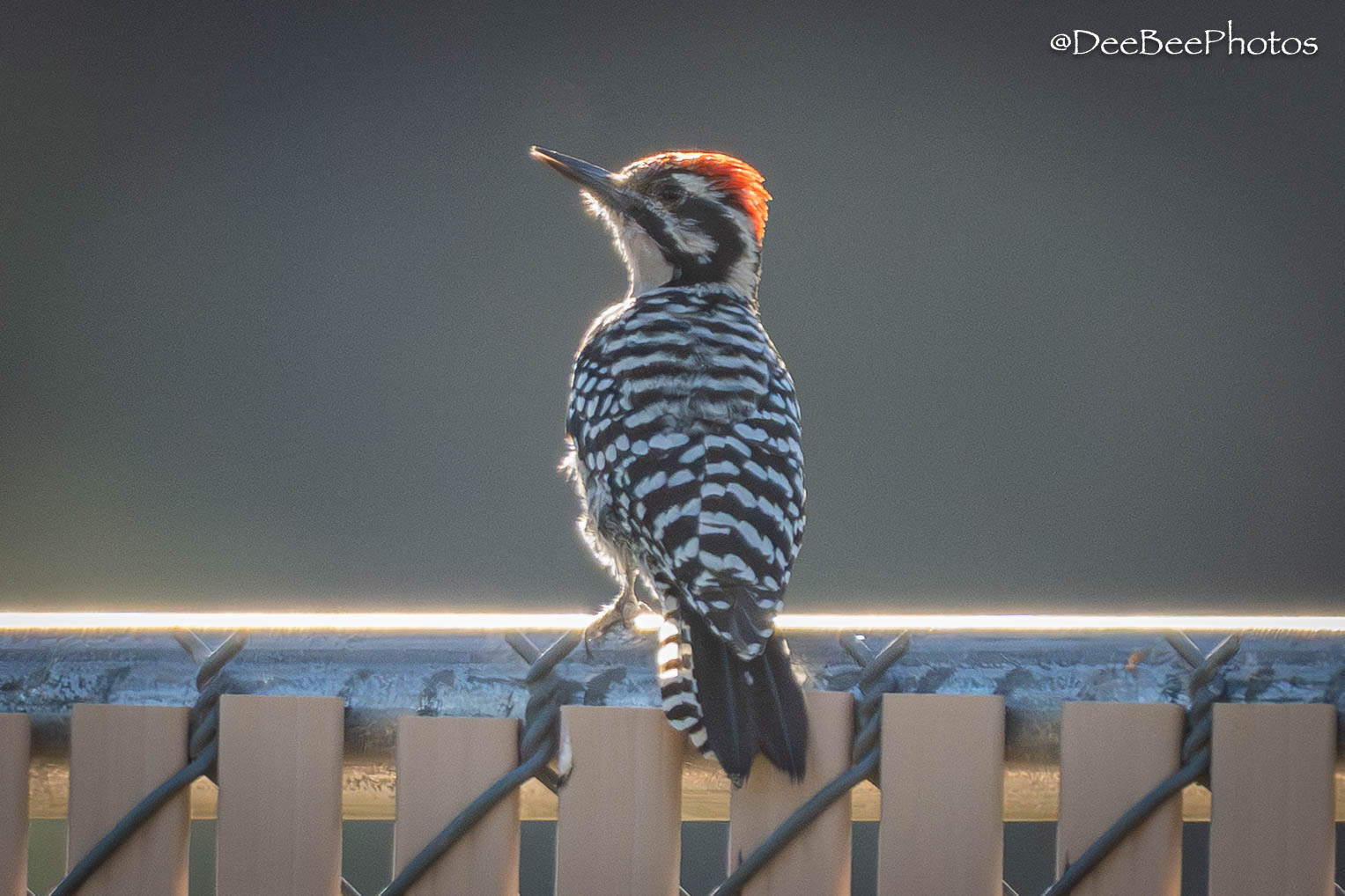 Ladder Backed Woodpecker