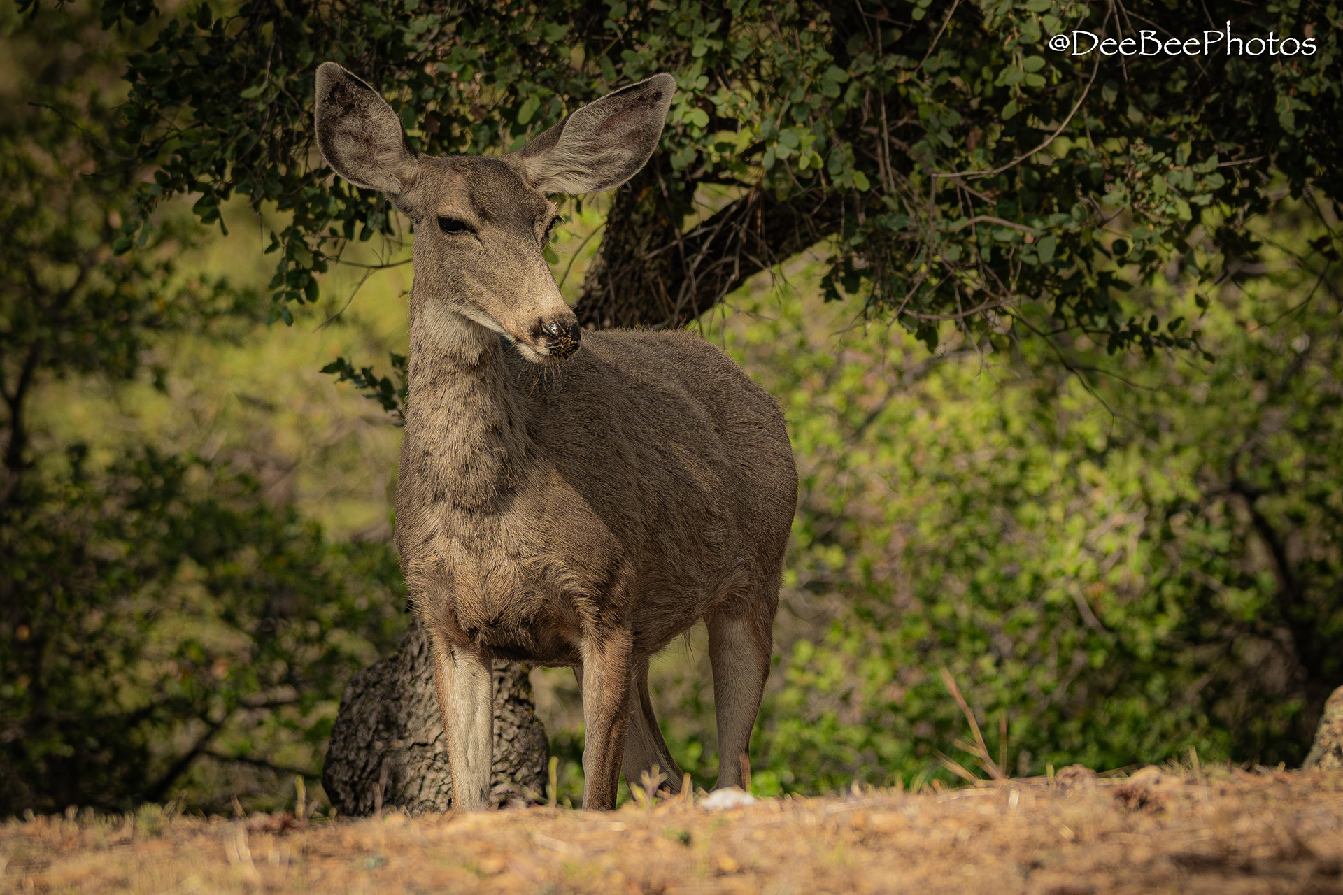Deer