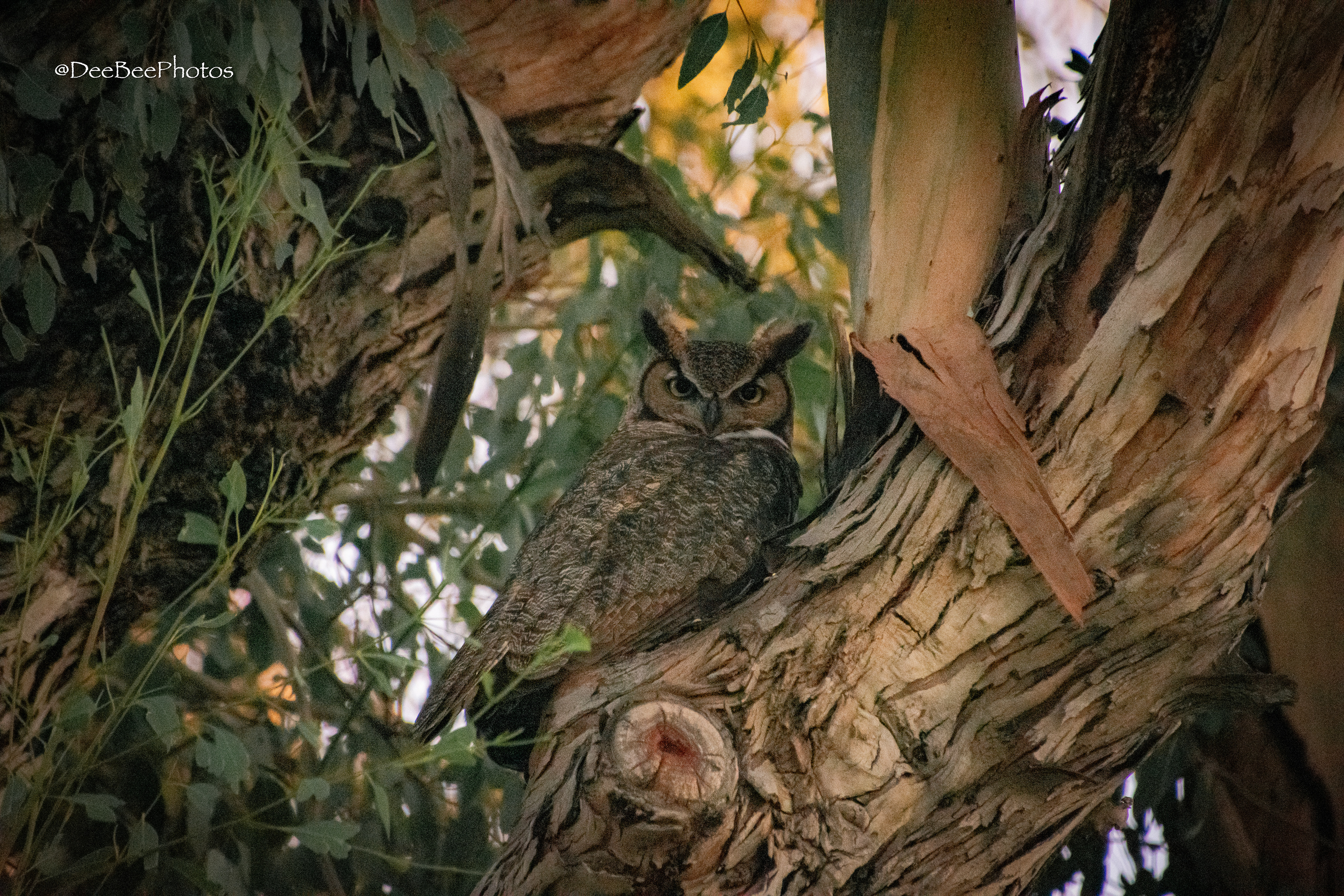 Great Horned Owl perched in tree