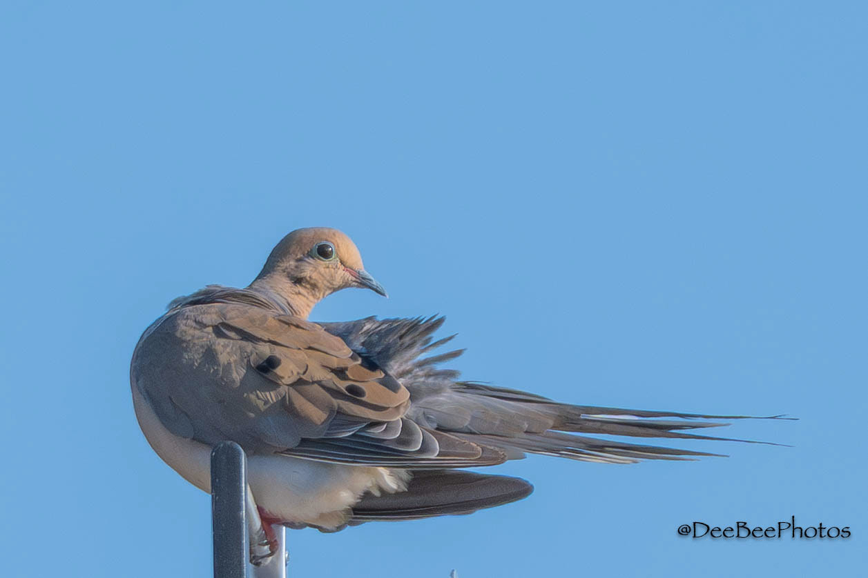 Mourning Dove