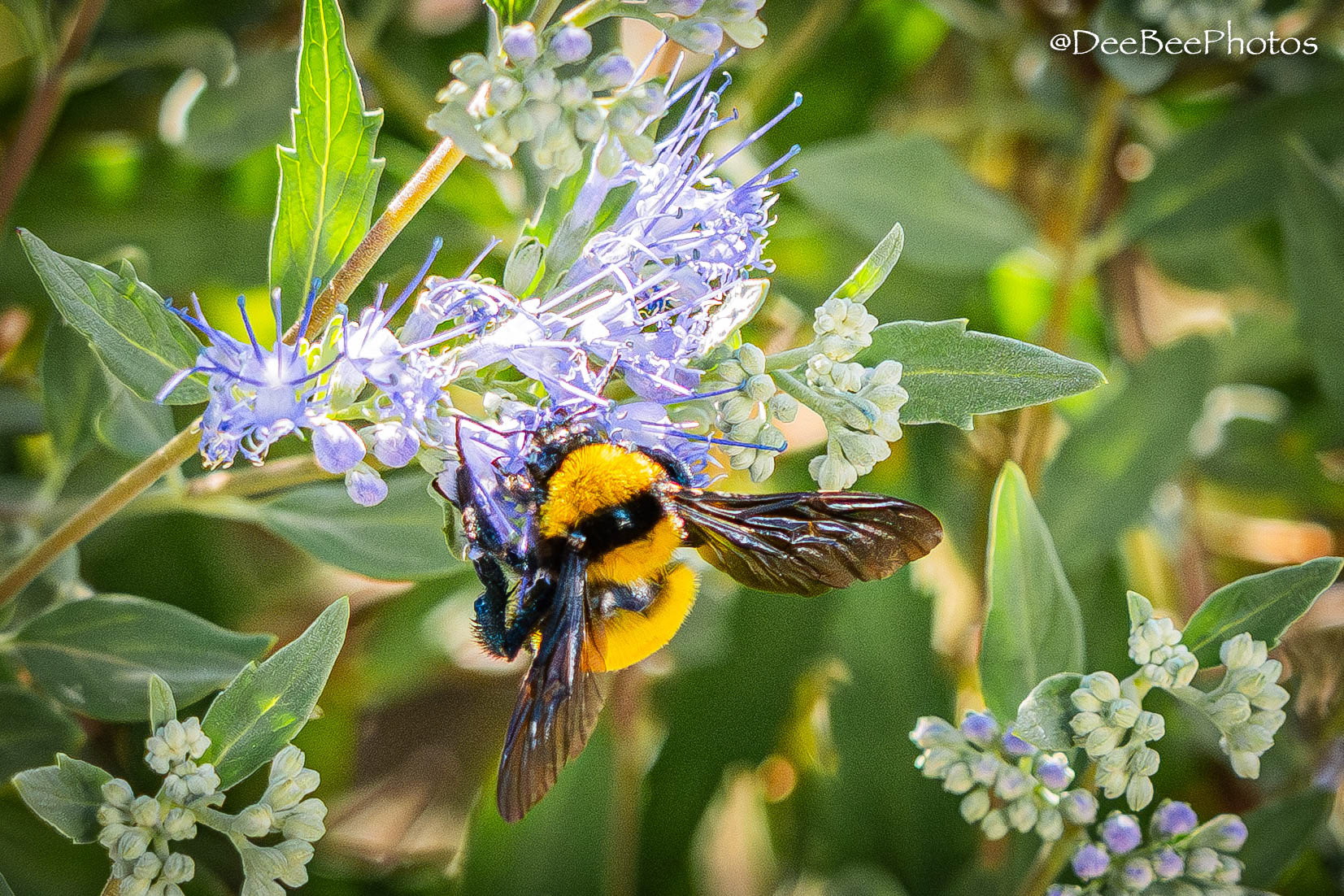 Bumble Bee