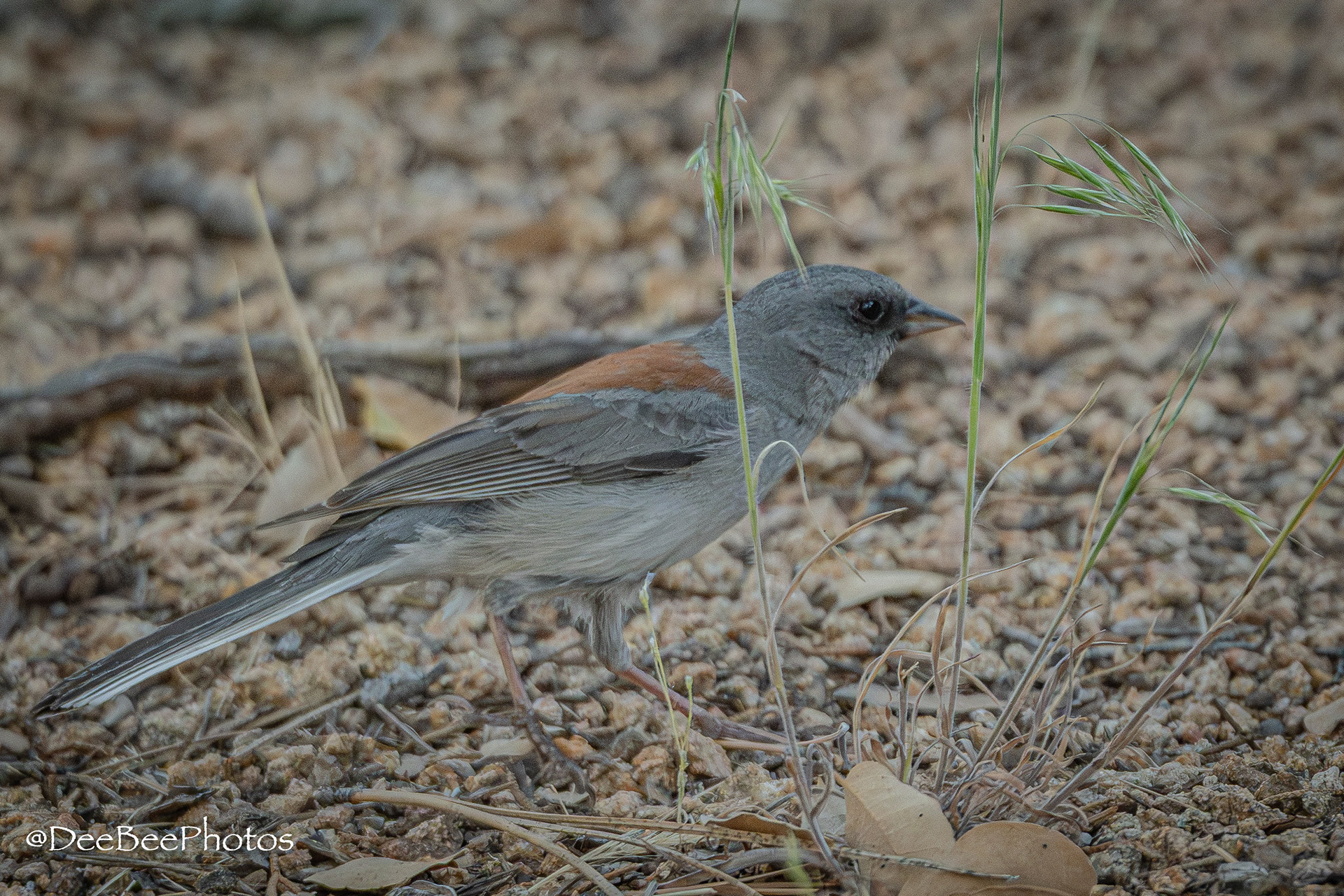 Yellow Eyed Junco