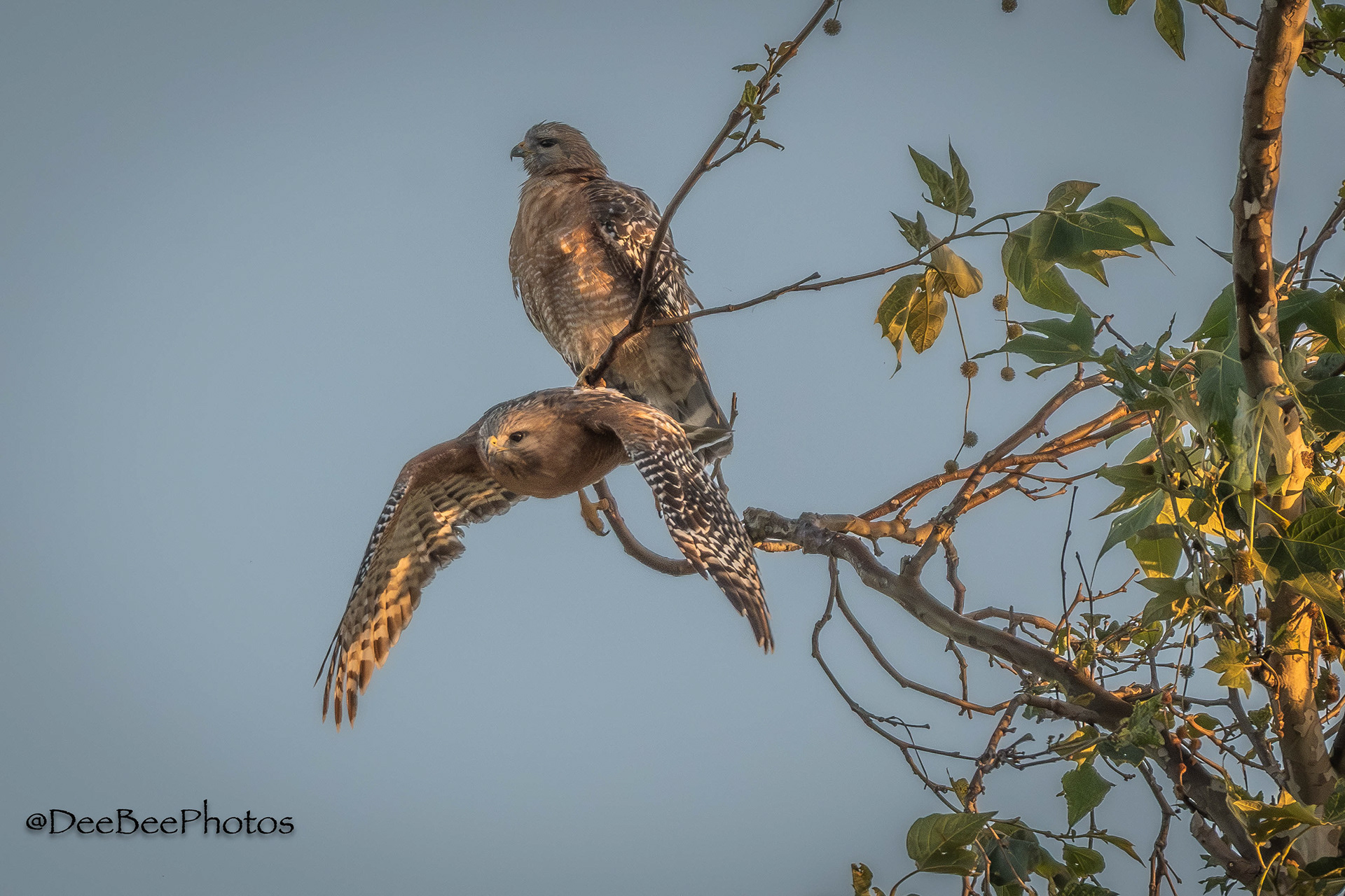 Red Shouldered Hawks