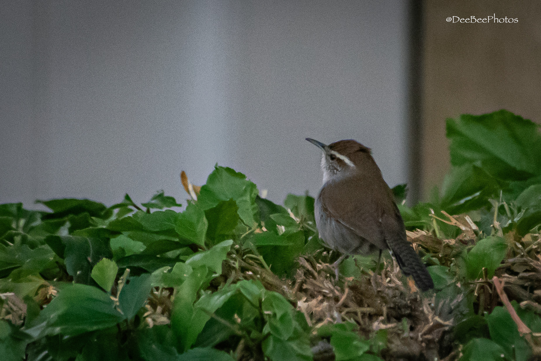 Bewick's Wren