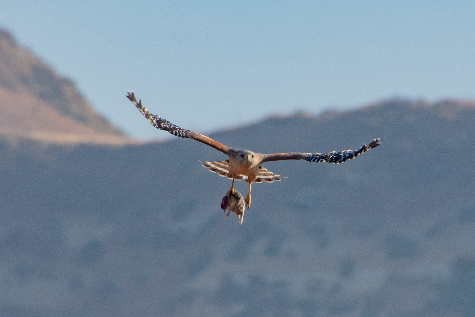 Red Shouldered Hawk in flight with it's meal