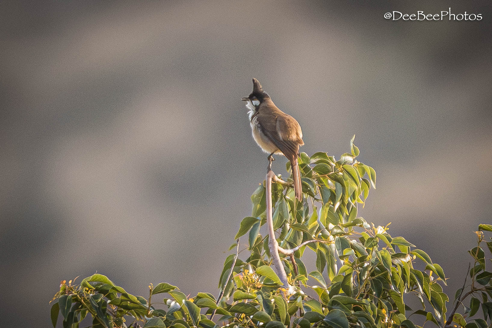 Red Whiskered Bulbul