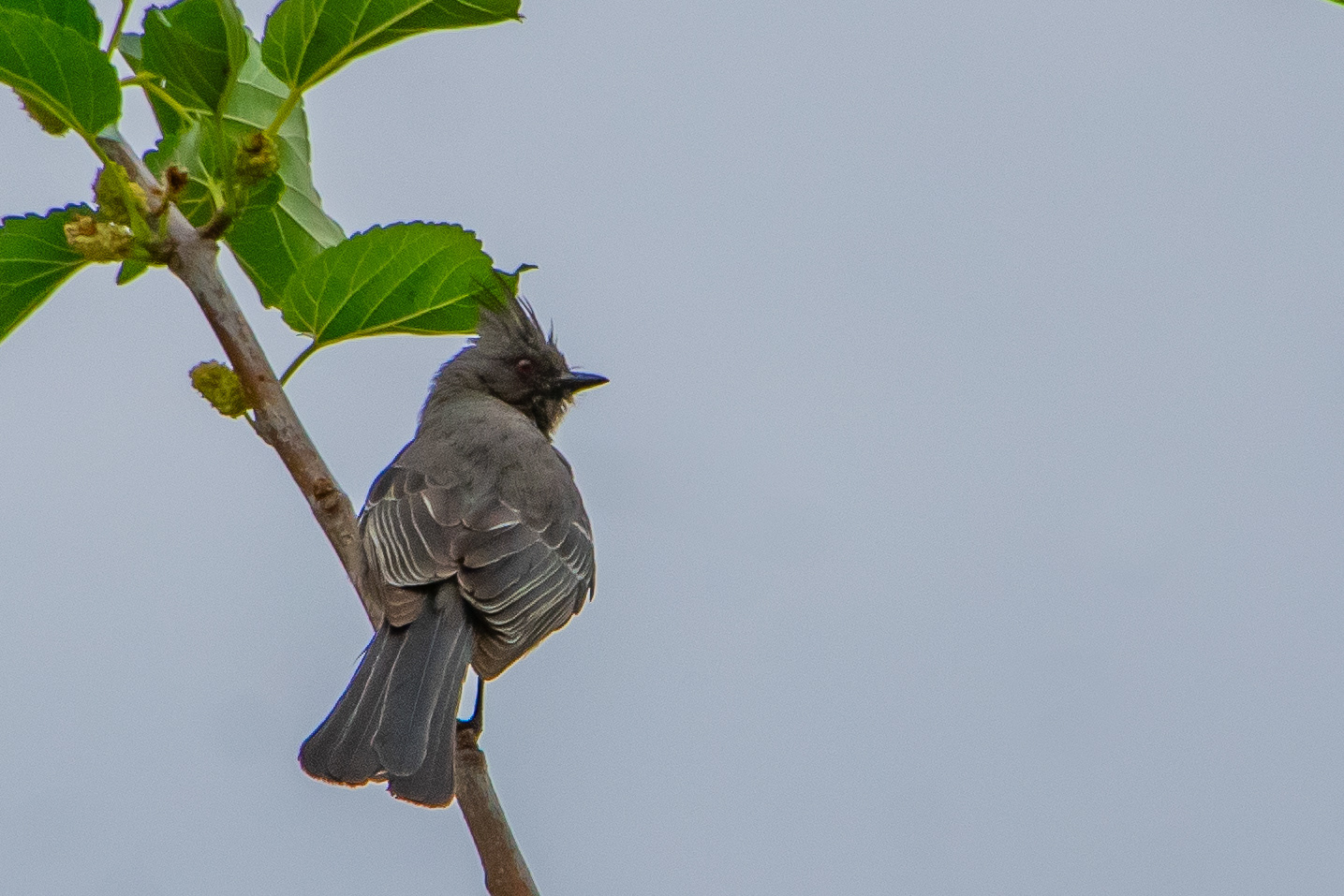 Phainopepla