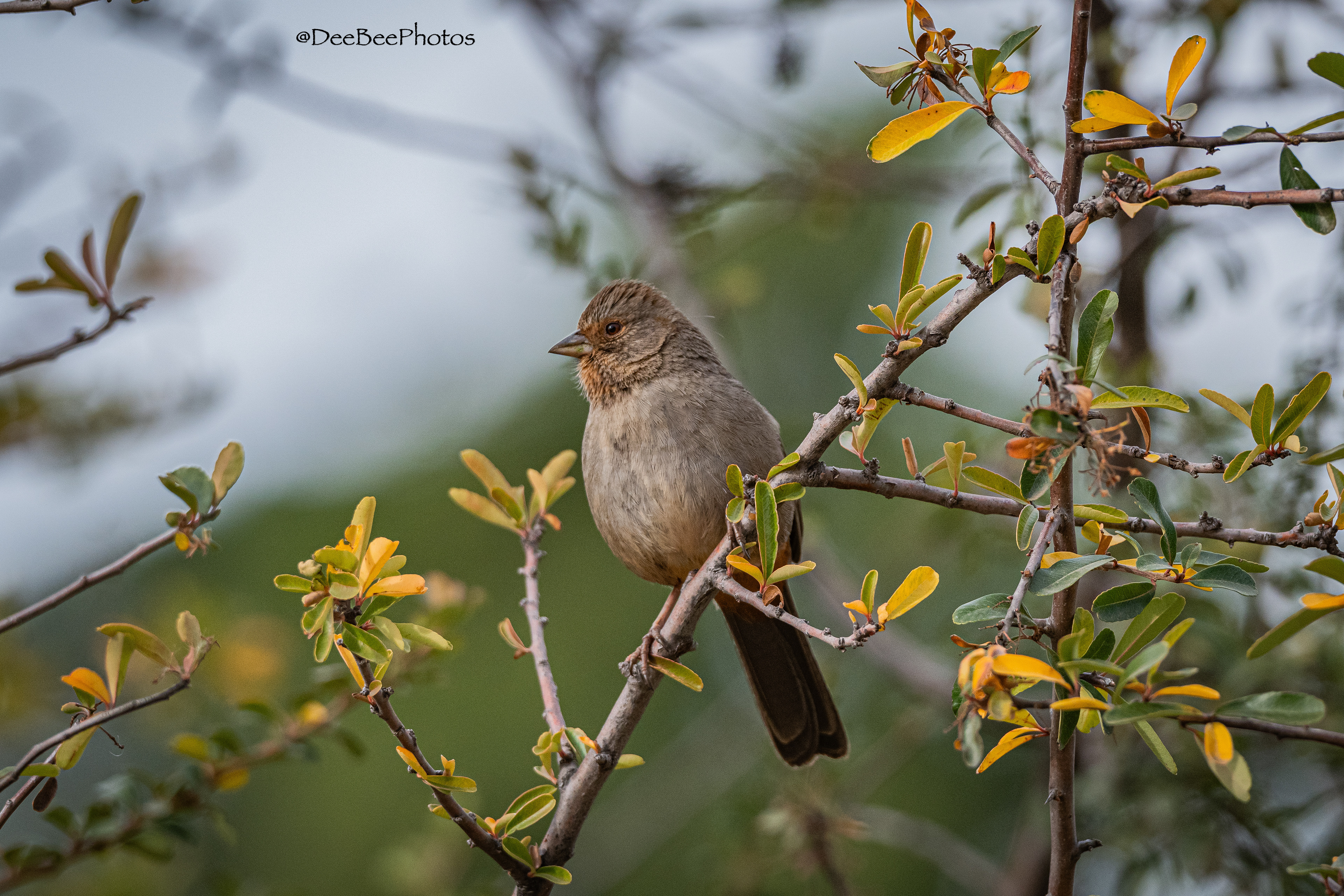 California Towhee