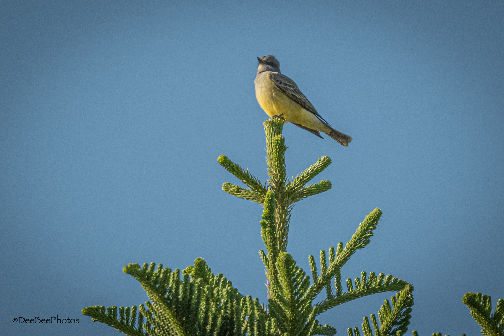Cassin's Kingbird