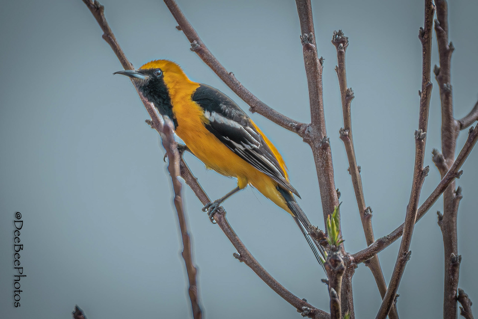 Hooded Oriole