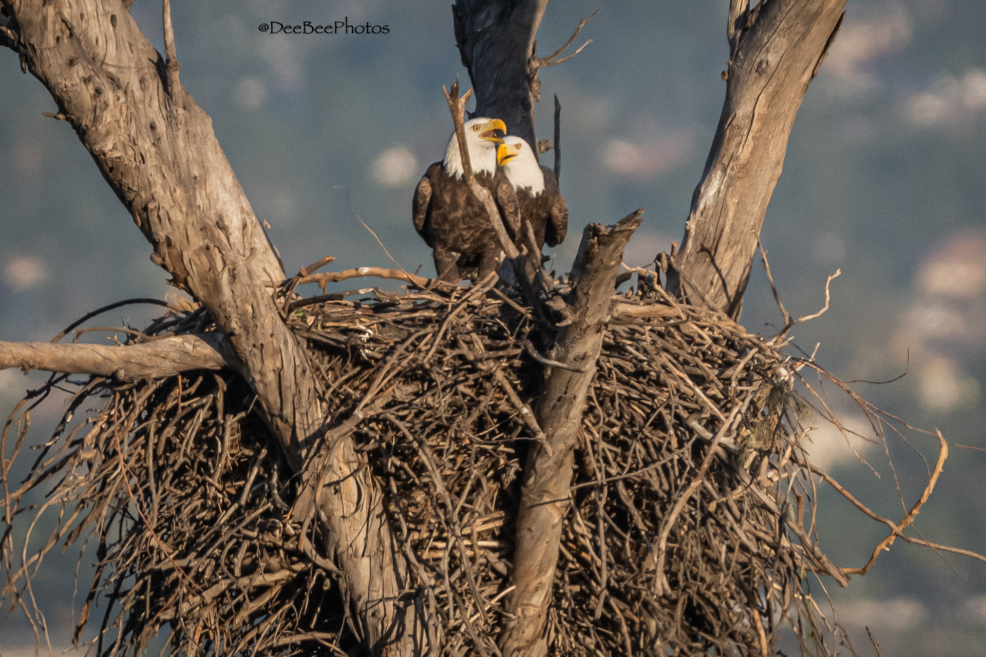 Bald Eagles in nest