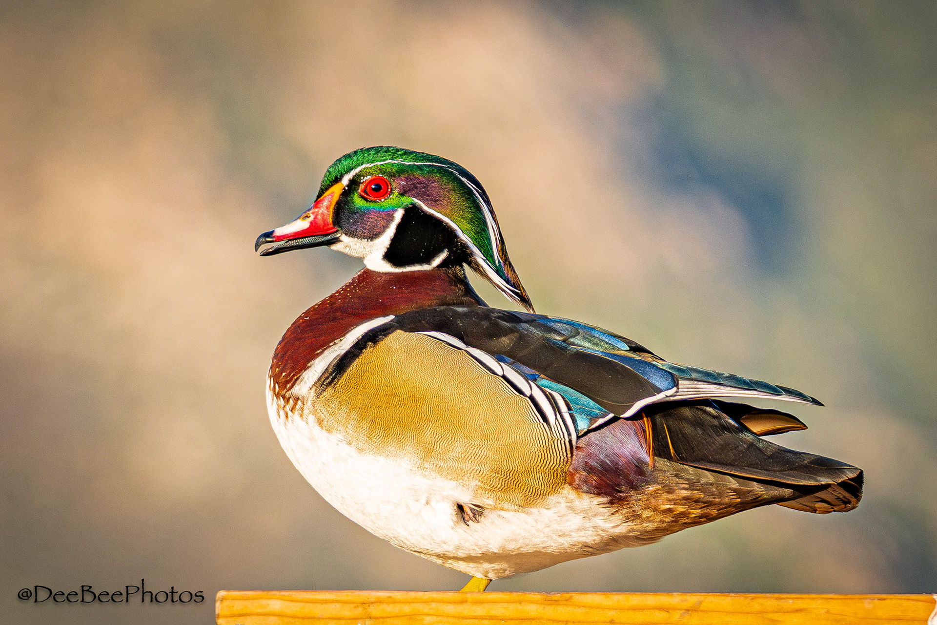 Wood Duck