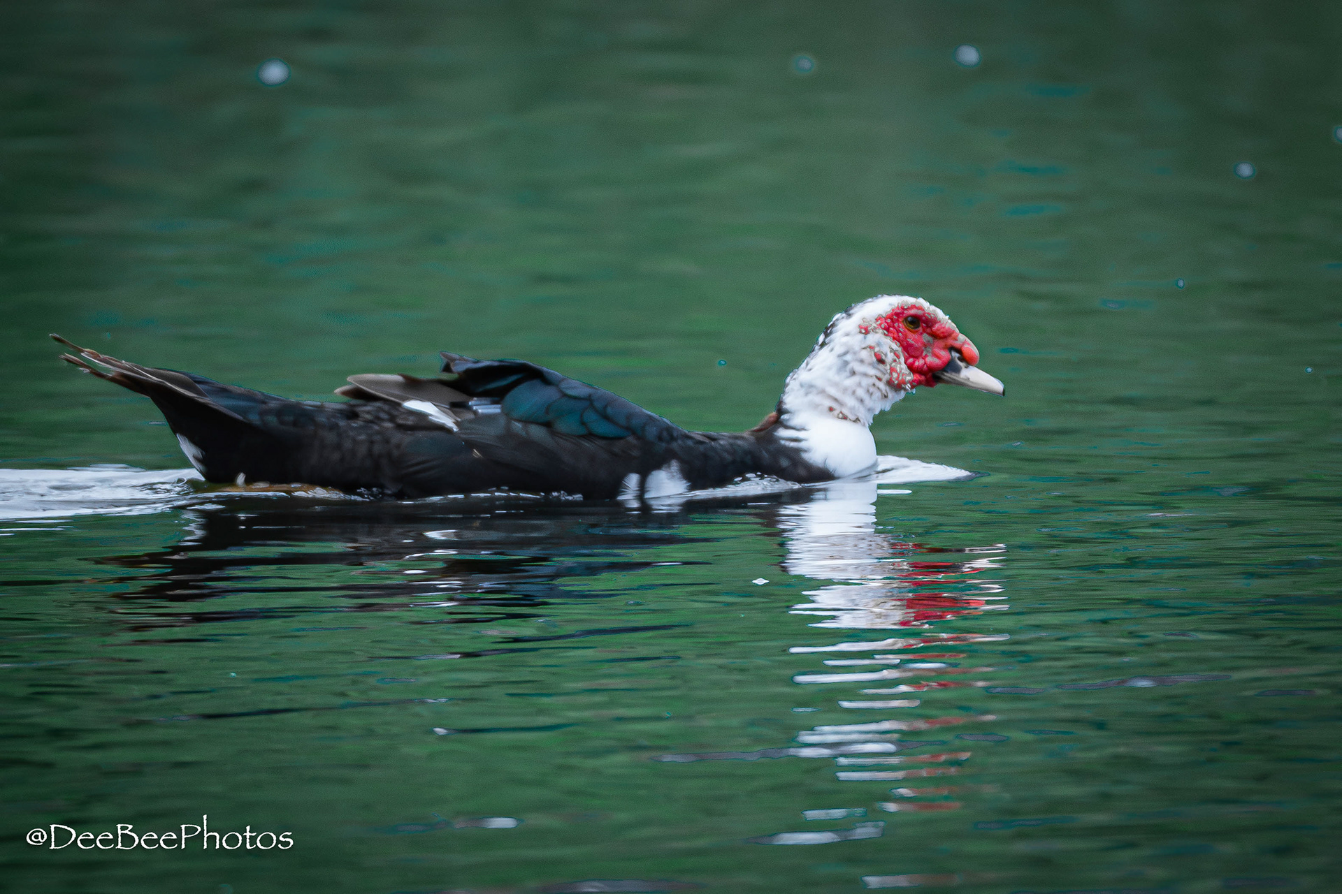 Muscovy Duck