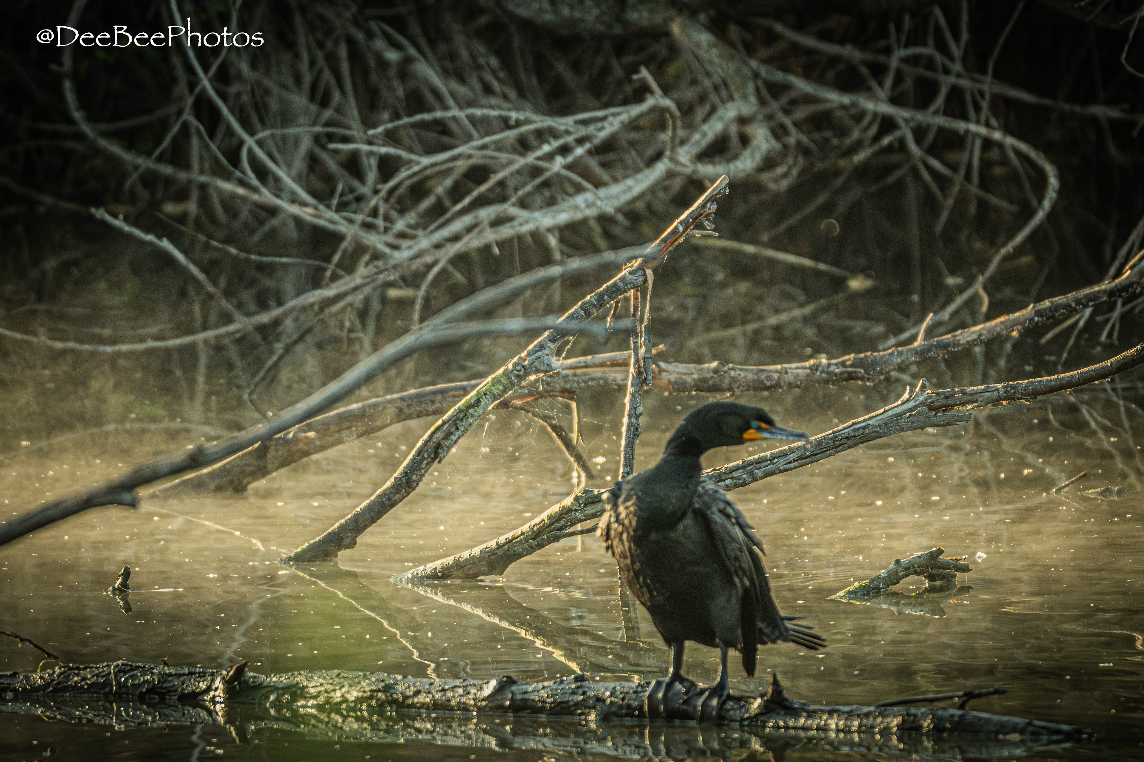 Double Crested Cormorant