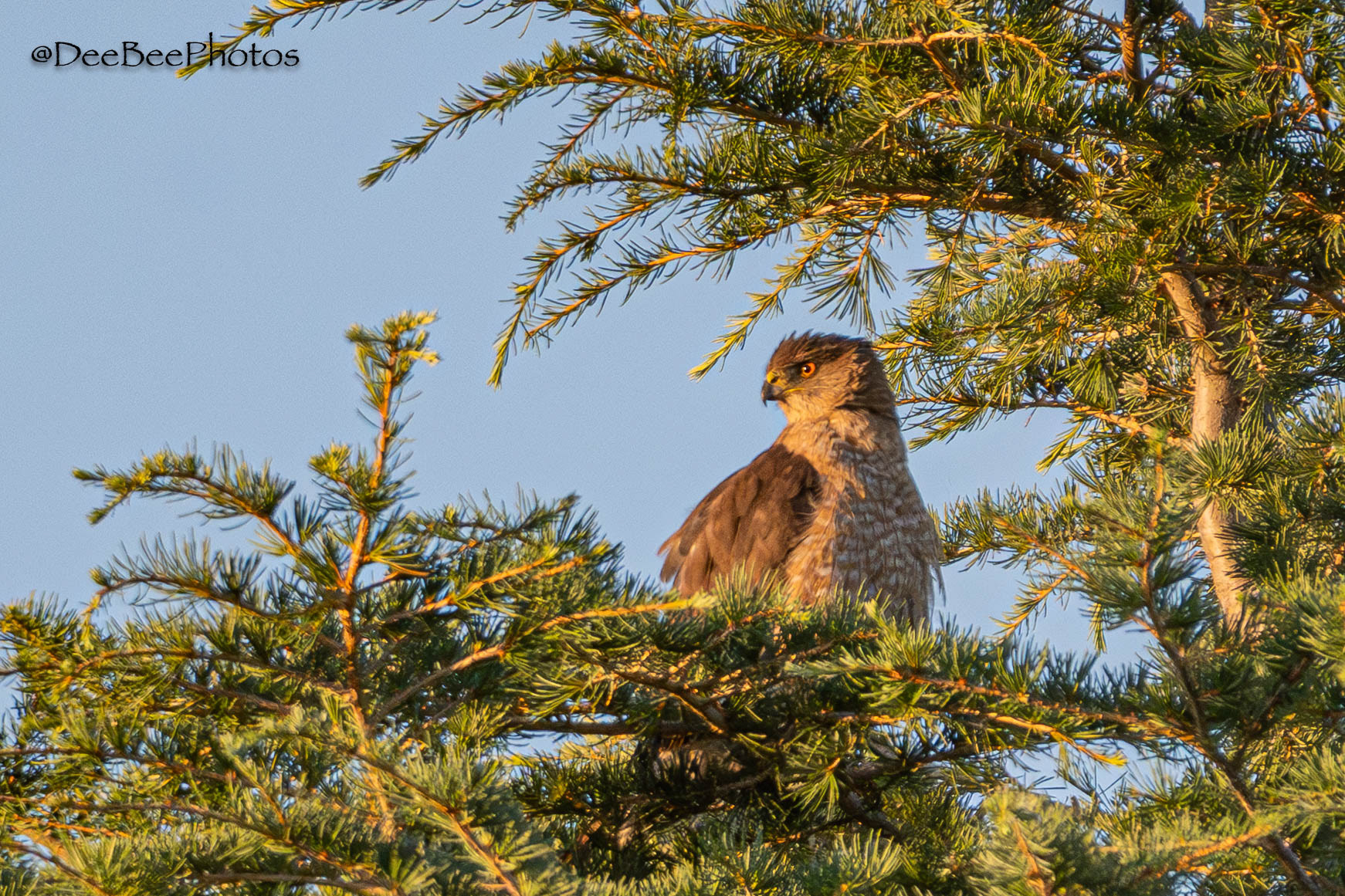 Cooper's Hawk perched in tree