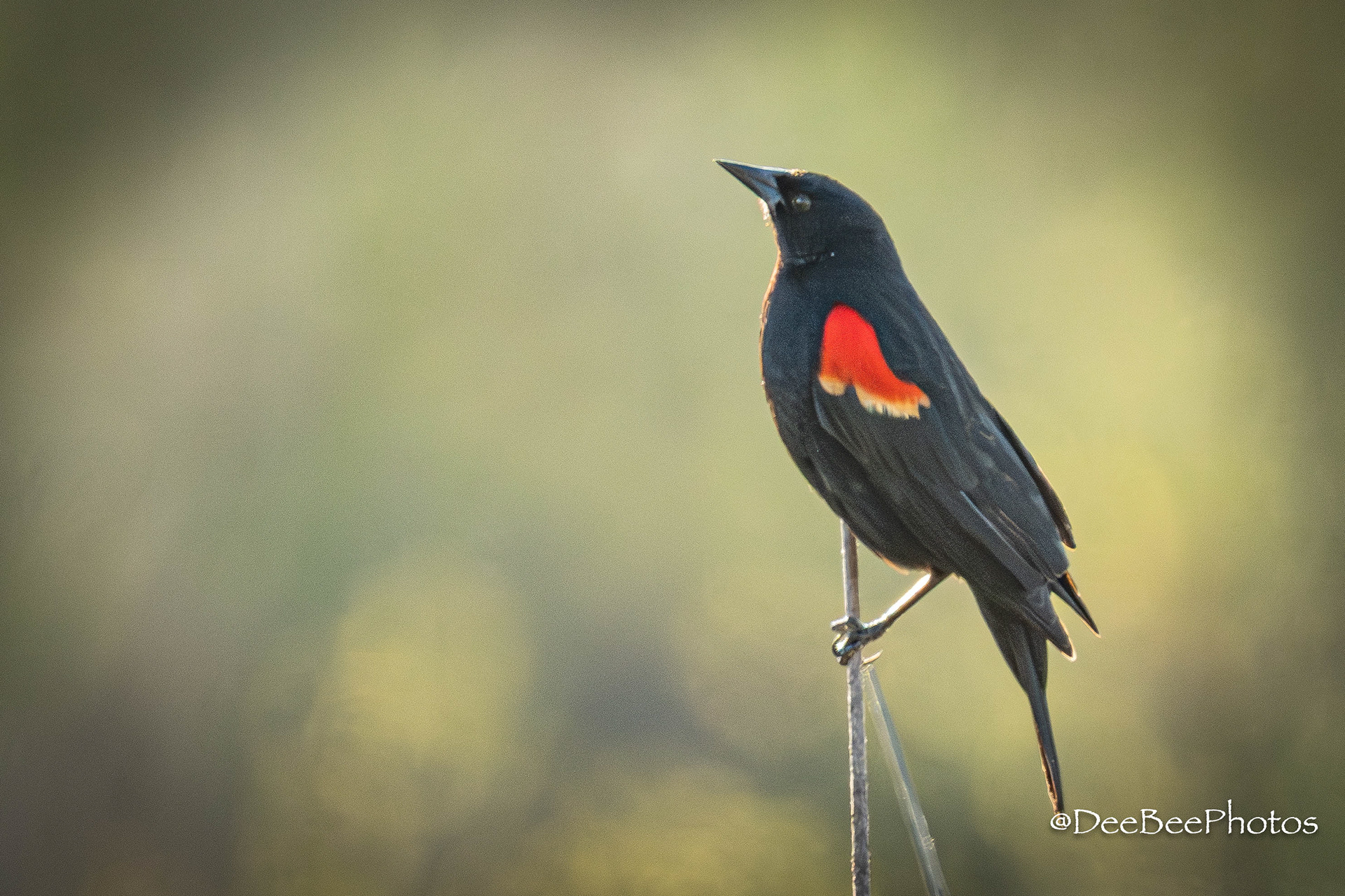 Red Winged Blackbird