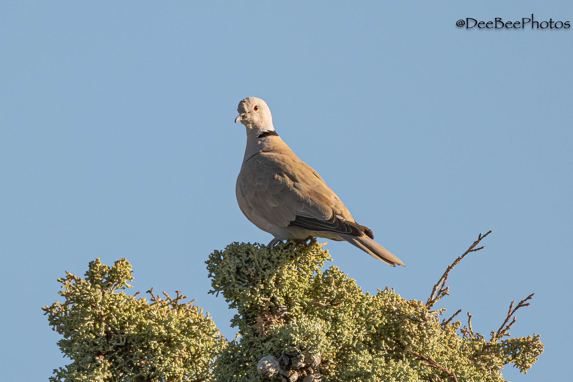 Eurasian Collared Dove