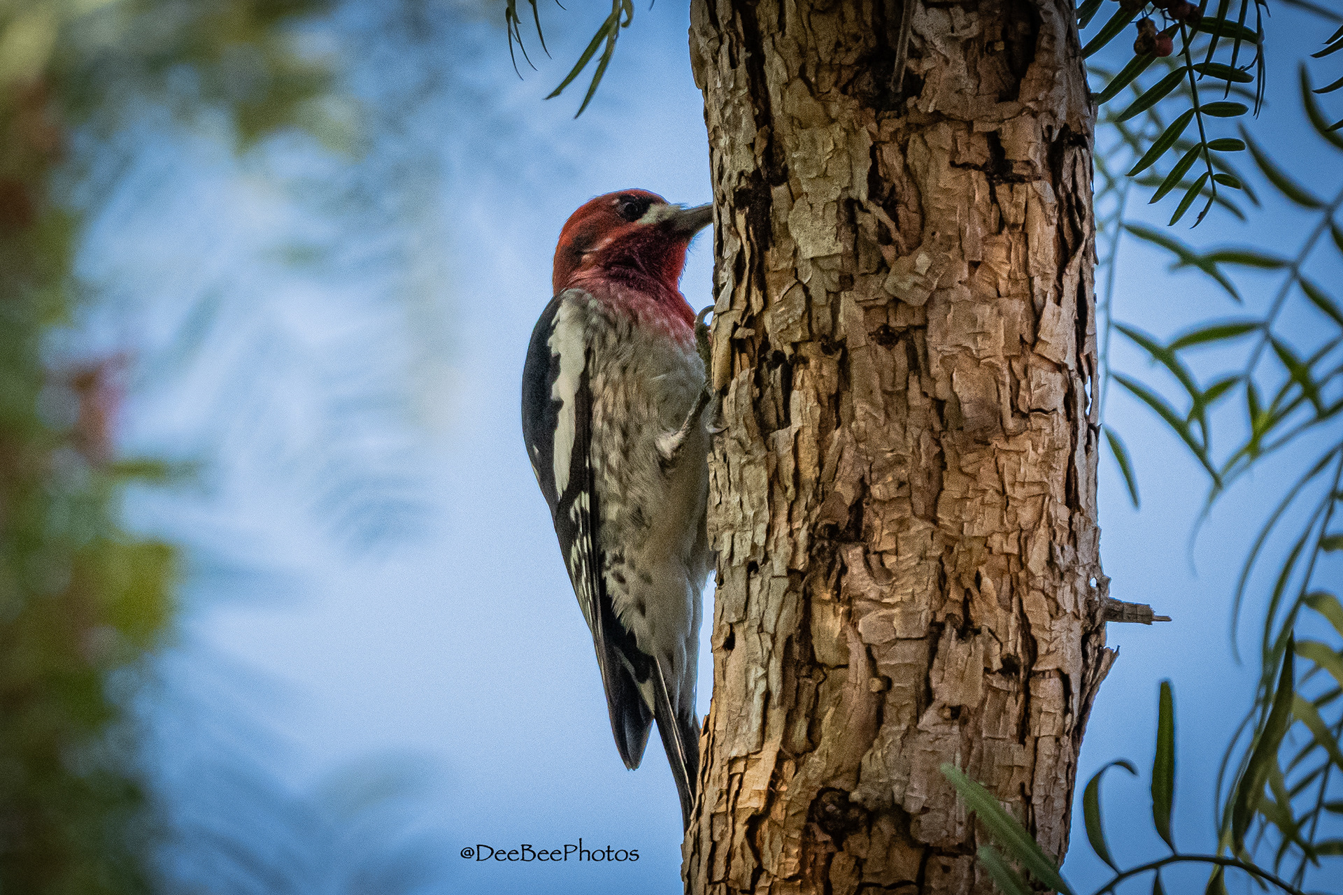 Red Breasted Sapsucker