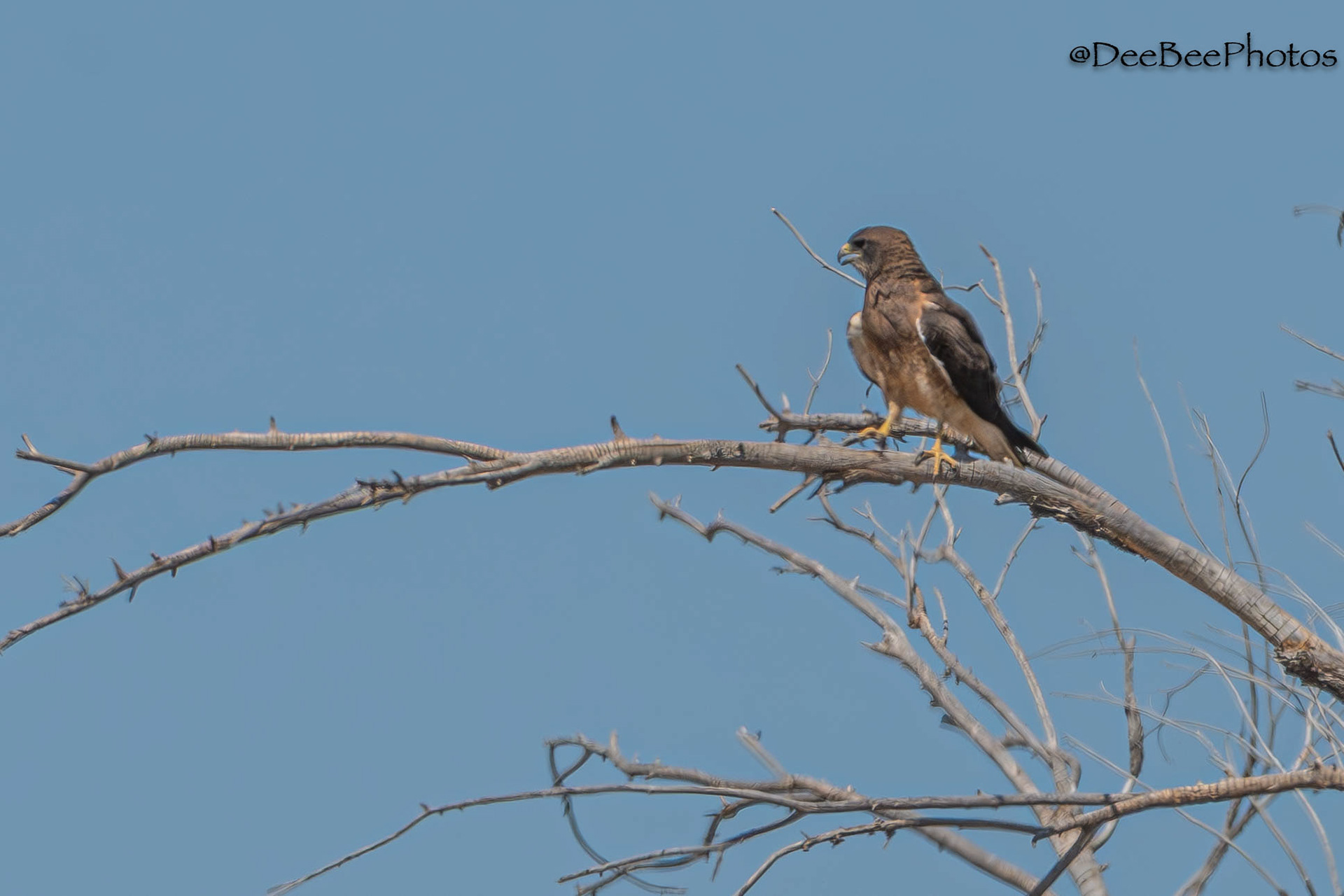 Swainson's Hawk perched in tree