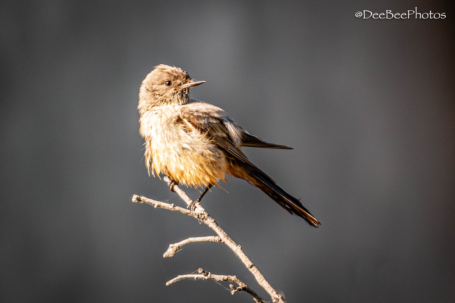 Say's Phoebe