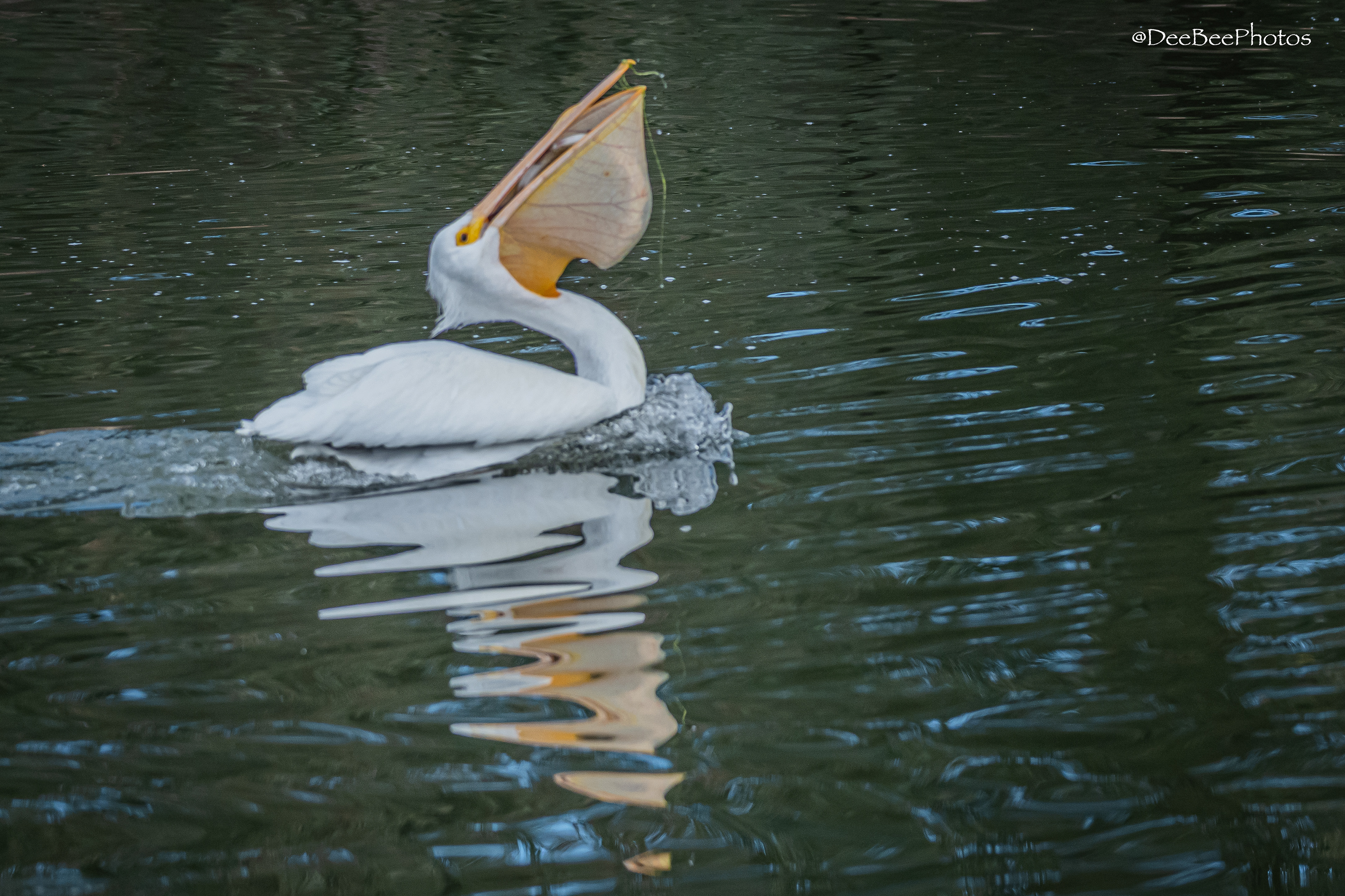 Pelican