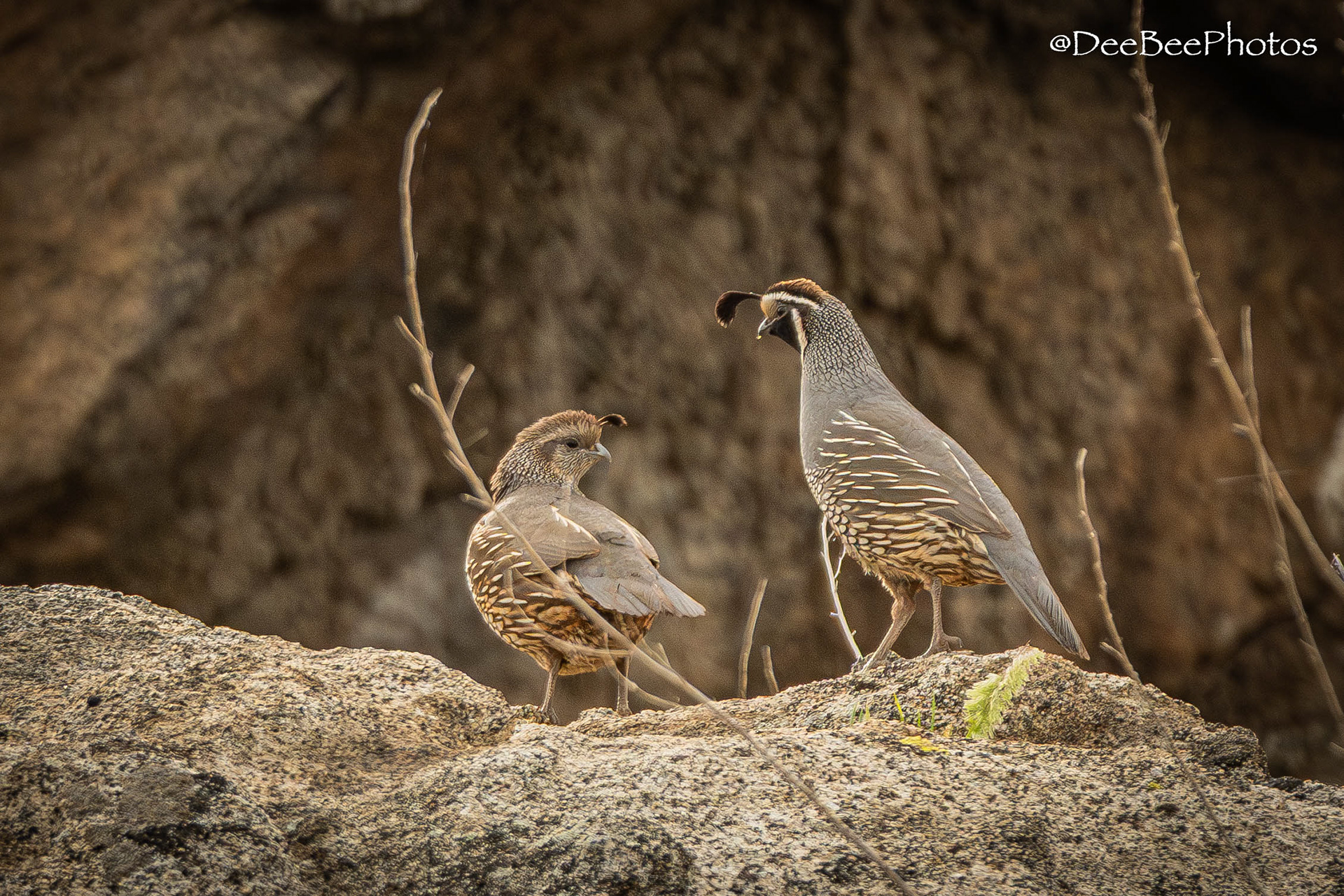 California Quail