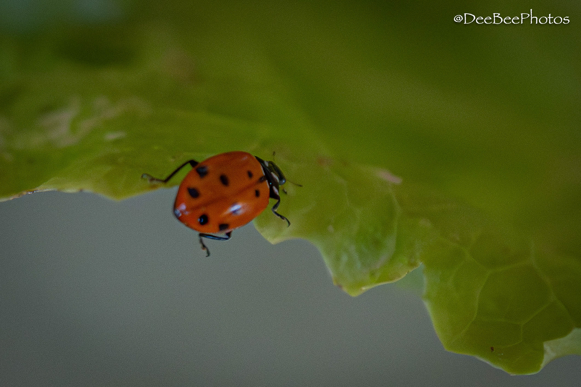 Lady Bug