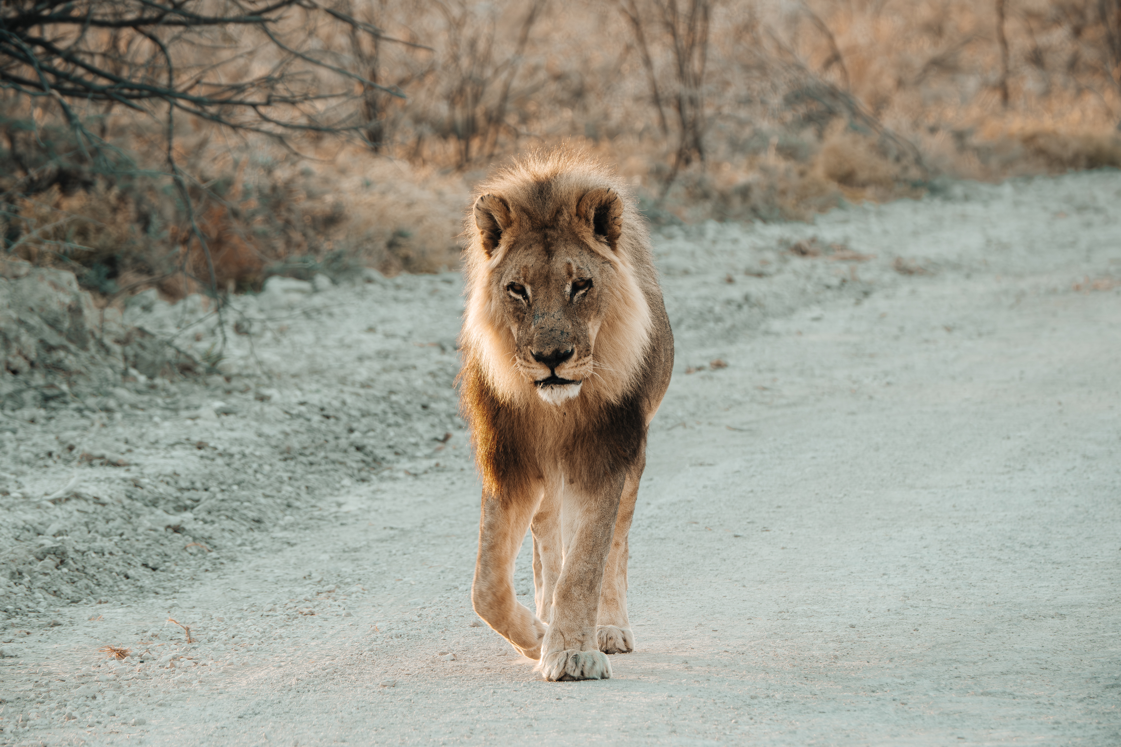 León caminando de frente por un camino de tierra.