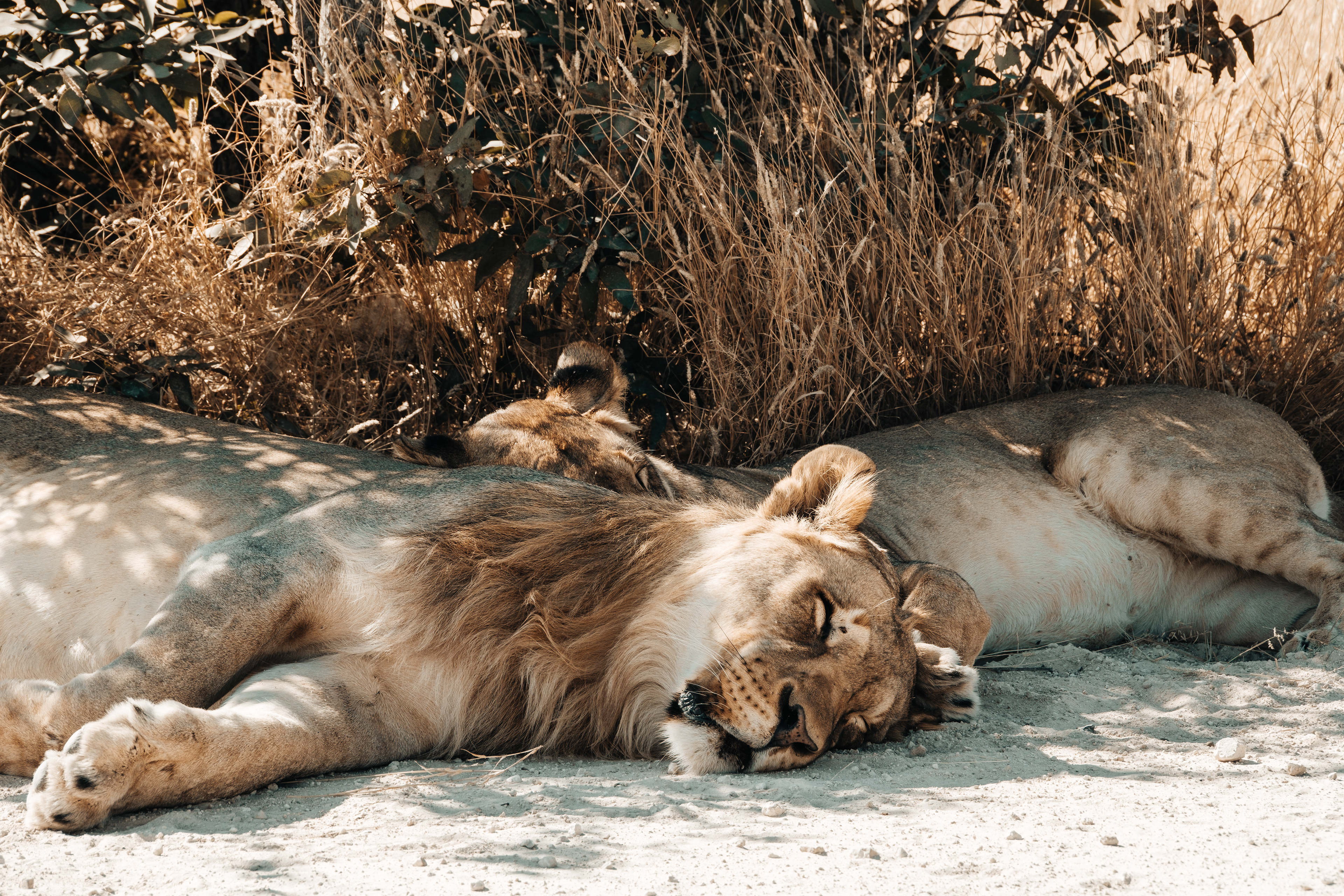 Leones descansando a la sombra entre arbustos.