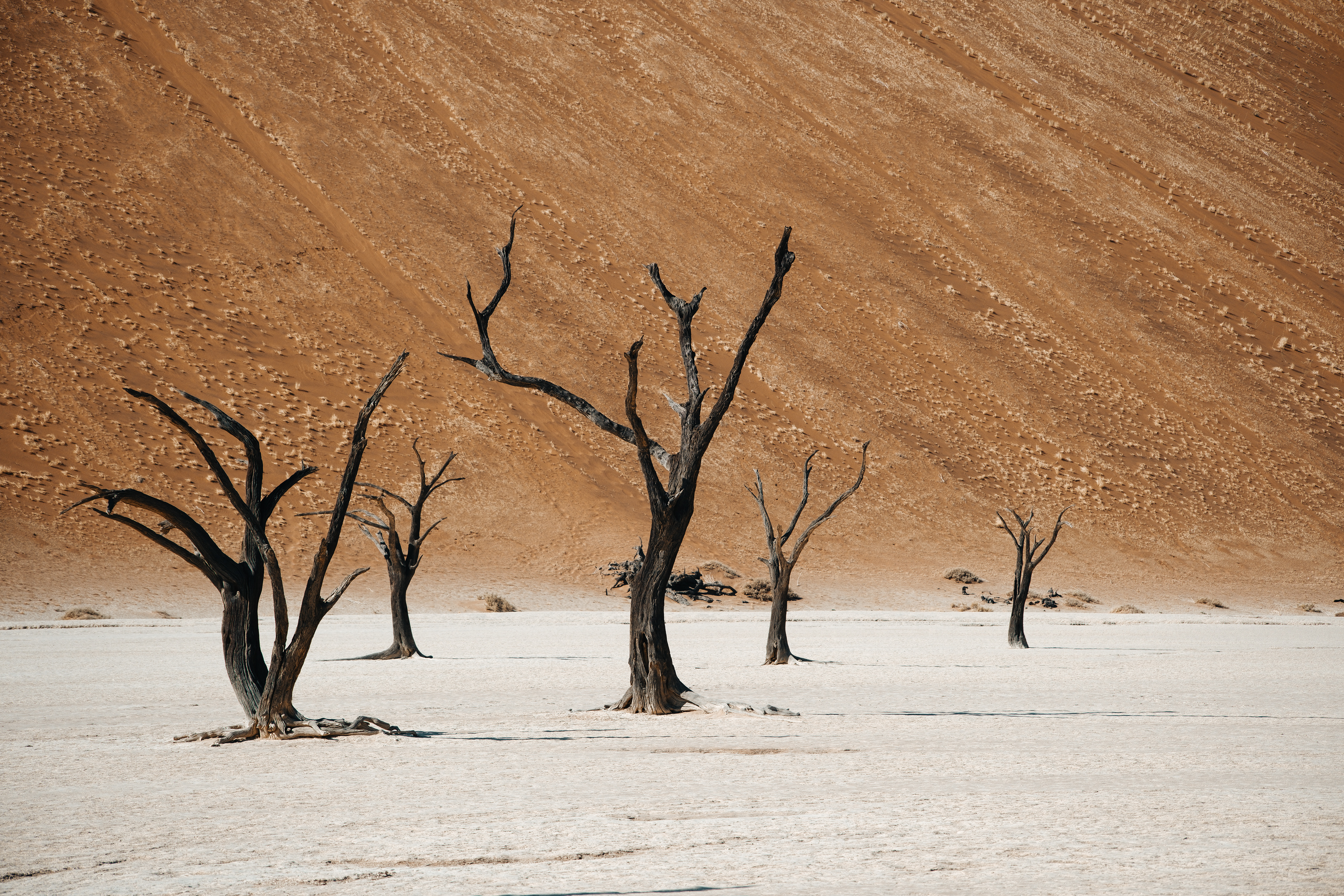 Árboles secos sobre suelo blanco ante una gran duna rojiza en Sossusvlei.