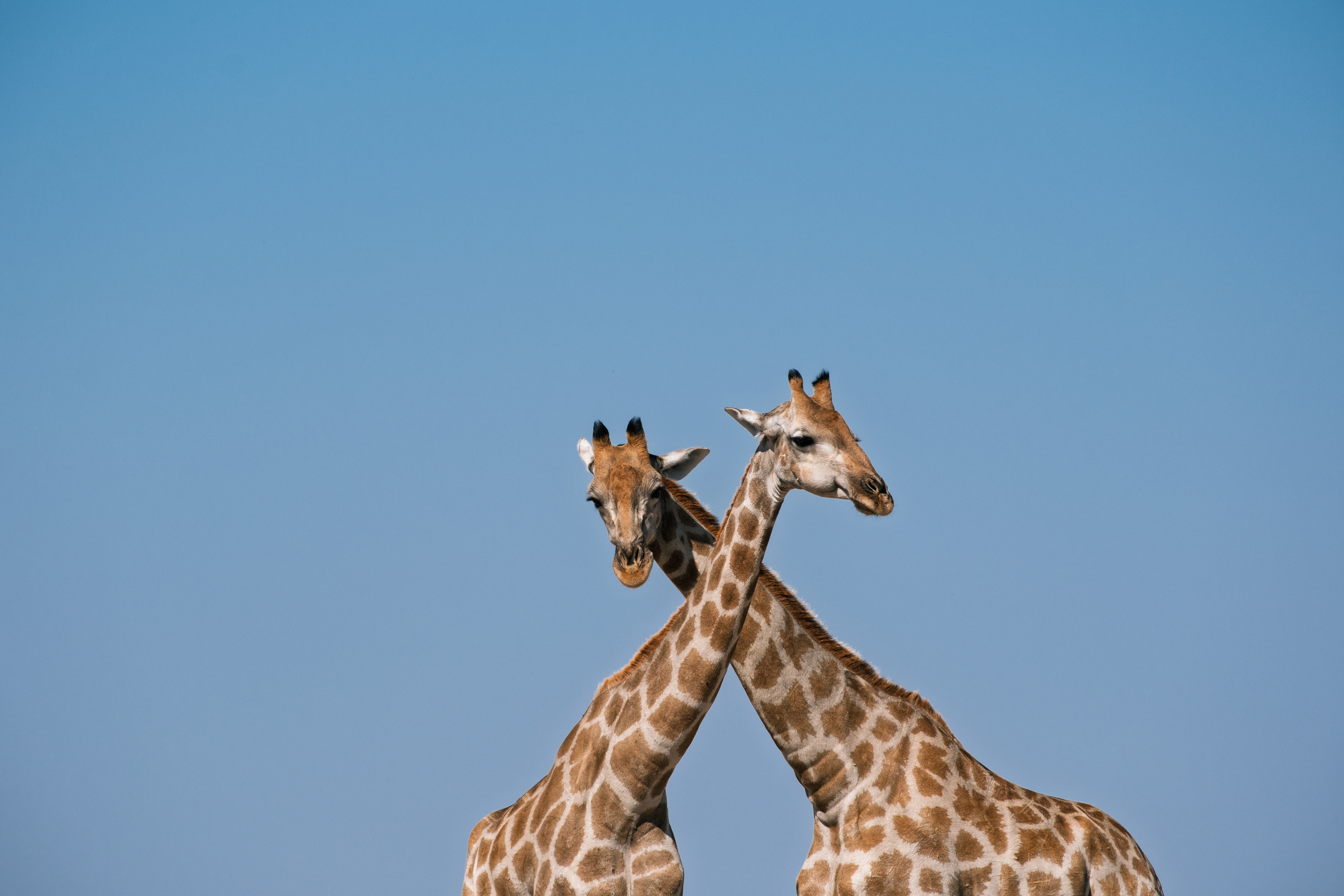 Dos jirafas con los cuellos cruzados bajo el cielo azul de Etosha.