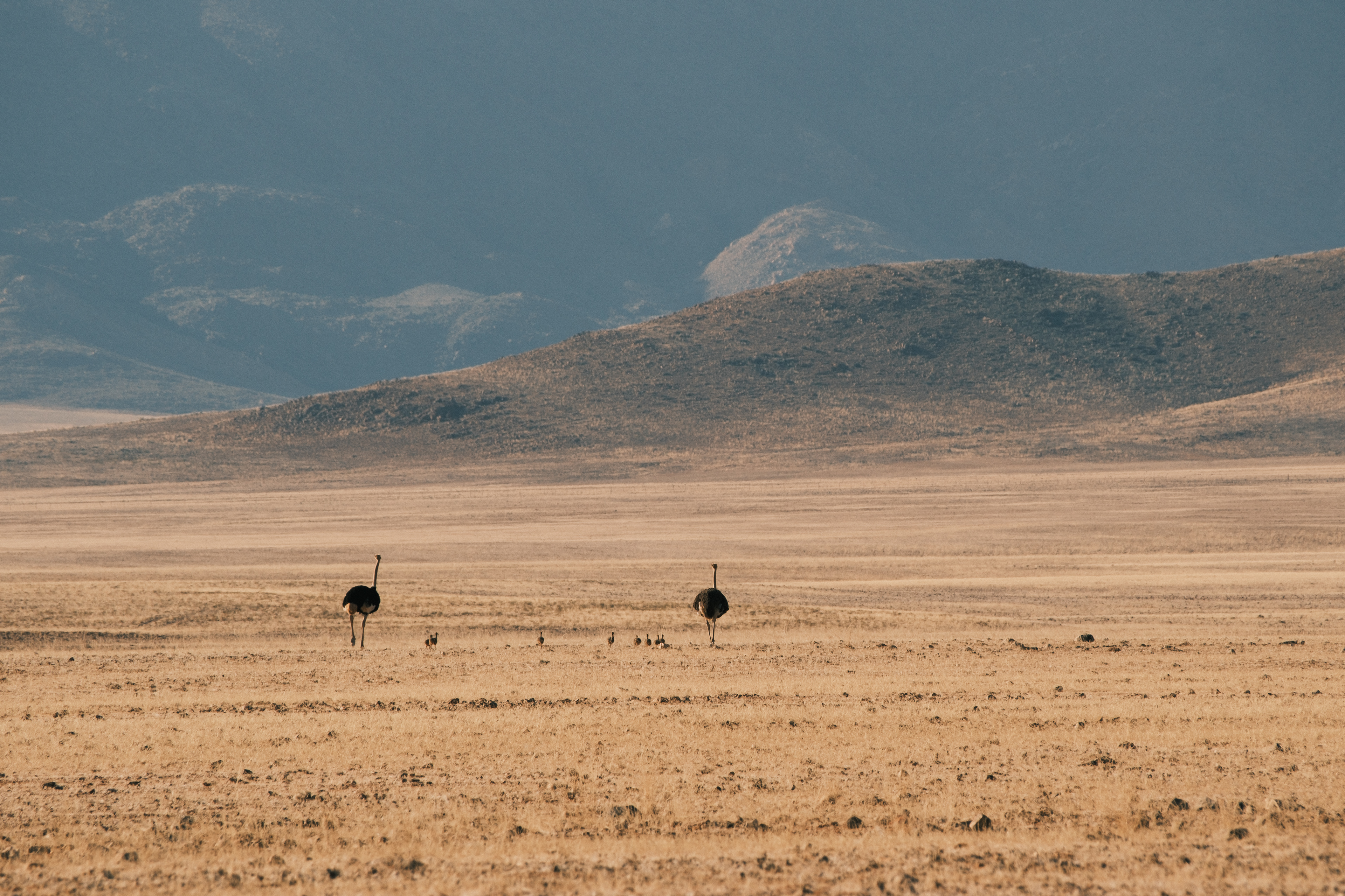 Avestruces a lo lejos en una llanura árida rodeada de montañas.