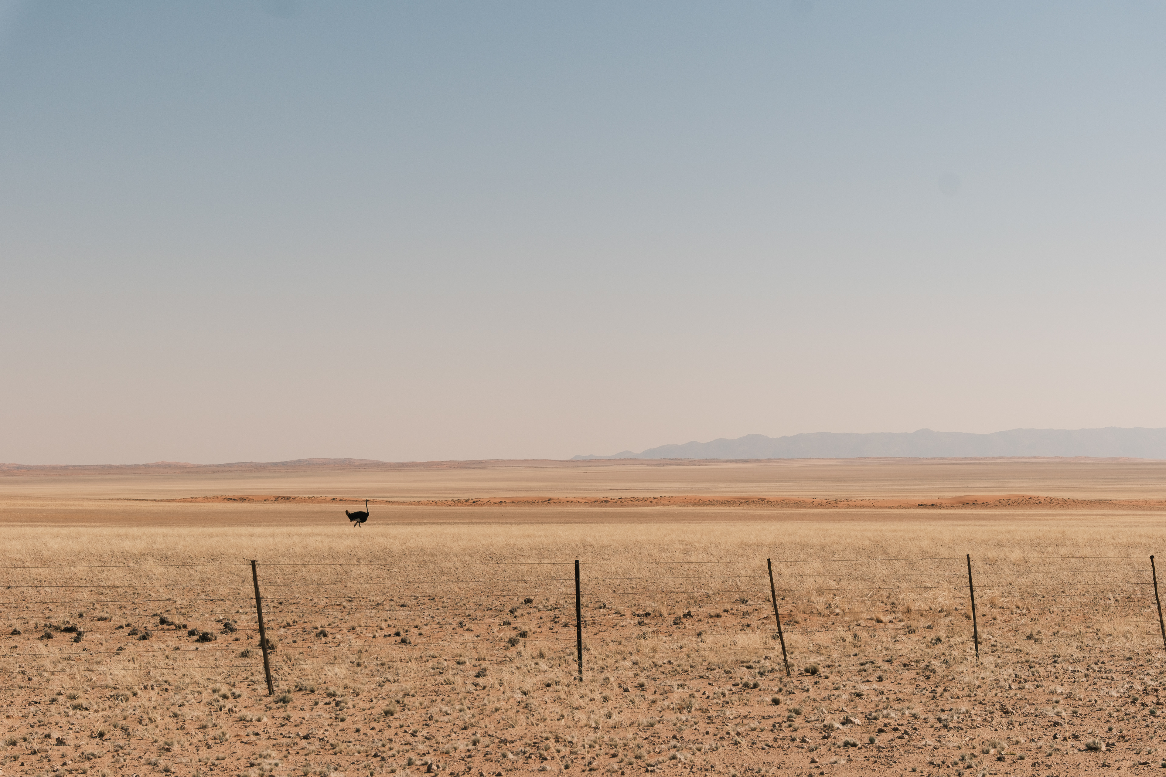 Paisaje árido de Namibia con un avestruz a lo lejos y una cerca en primer plano.