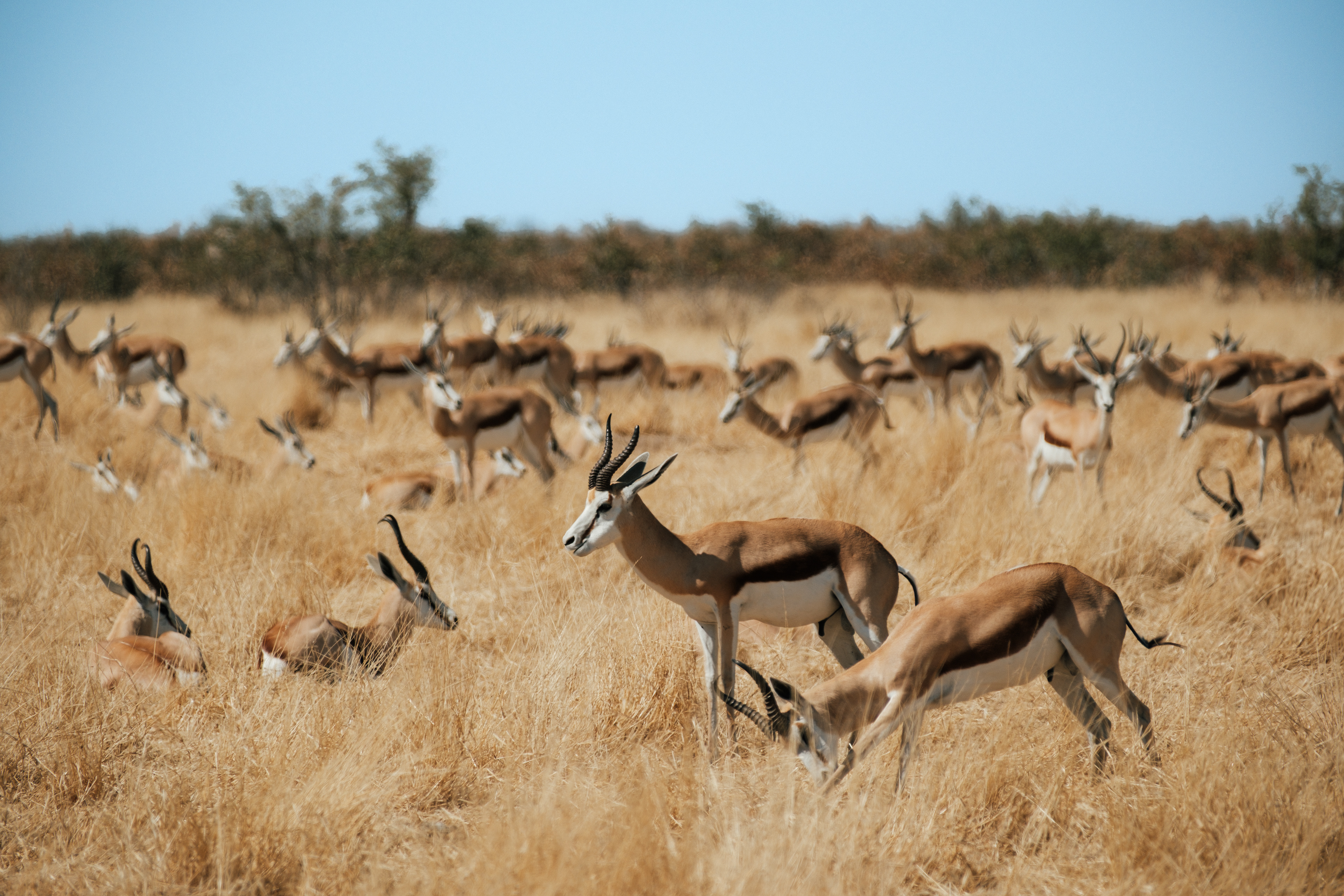 Grupo de antílopes entre la hierba seca de Etosha.
