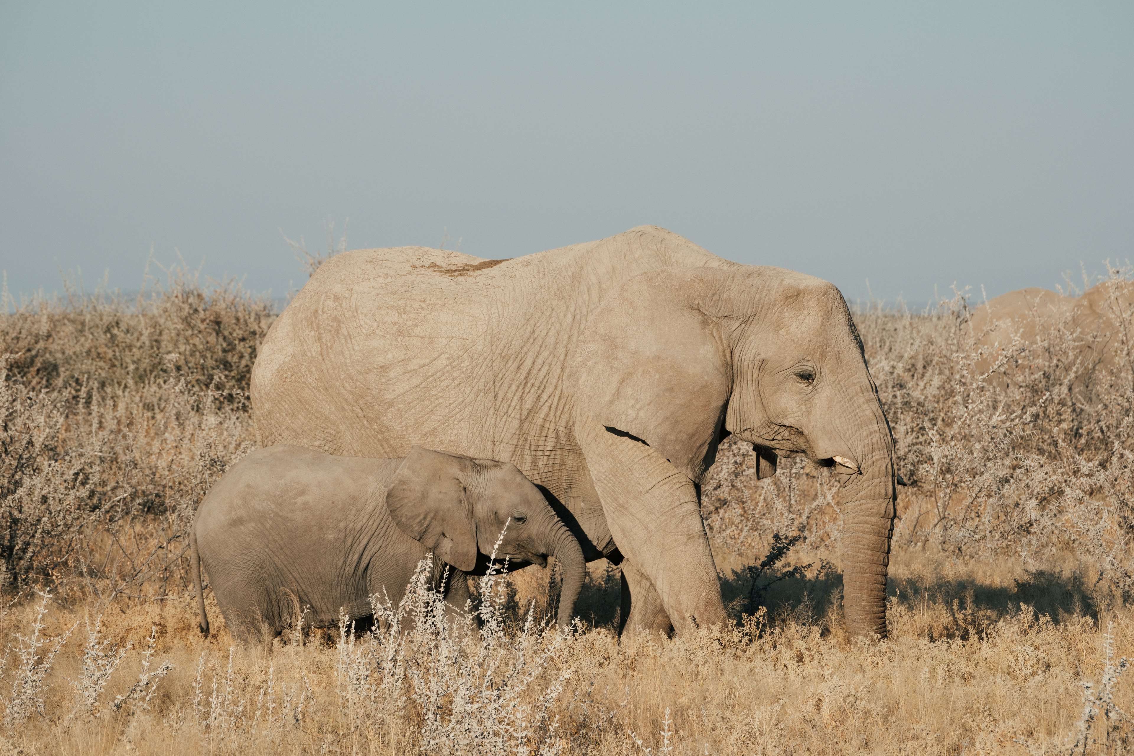 Elefante adulto y cría caminando entre la vegetación de Etosha.
